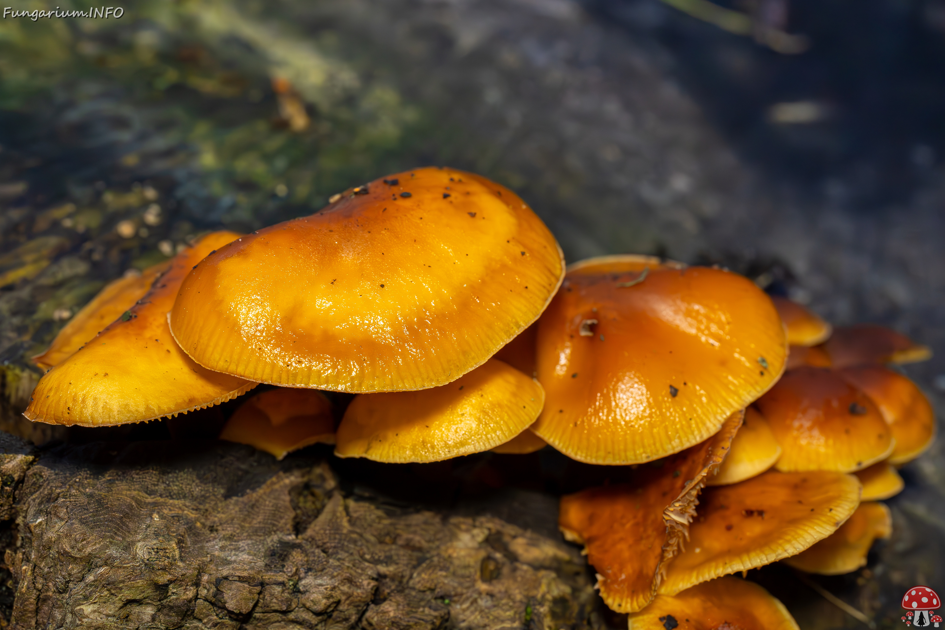 flammulina-velutipes_2024-12-30_1-10 