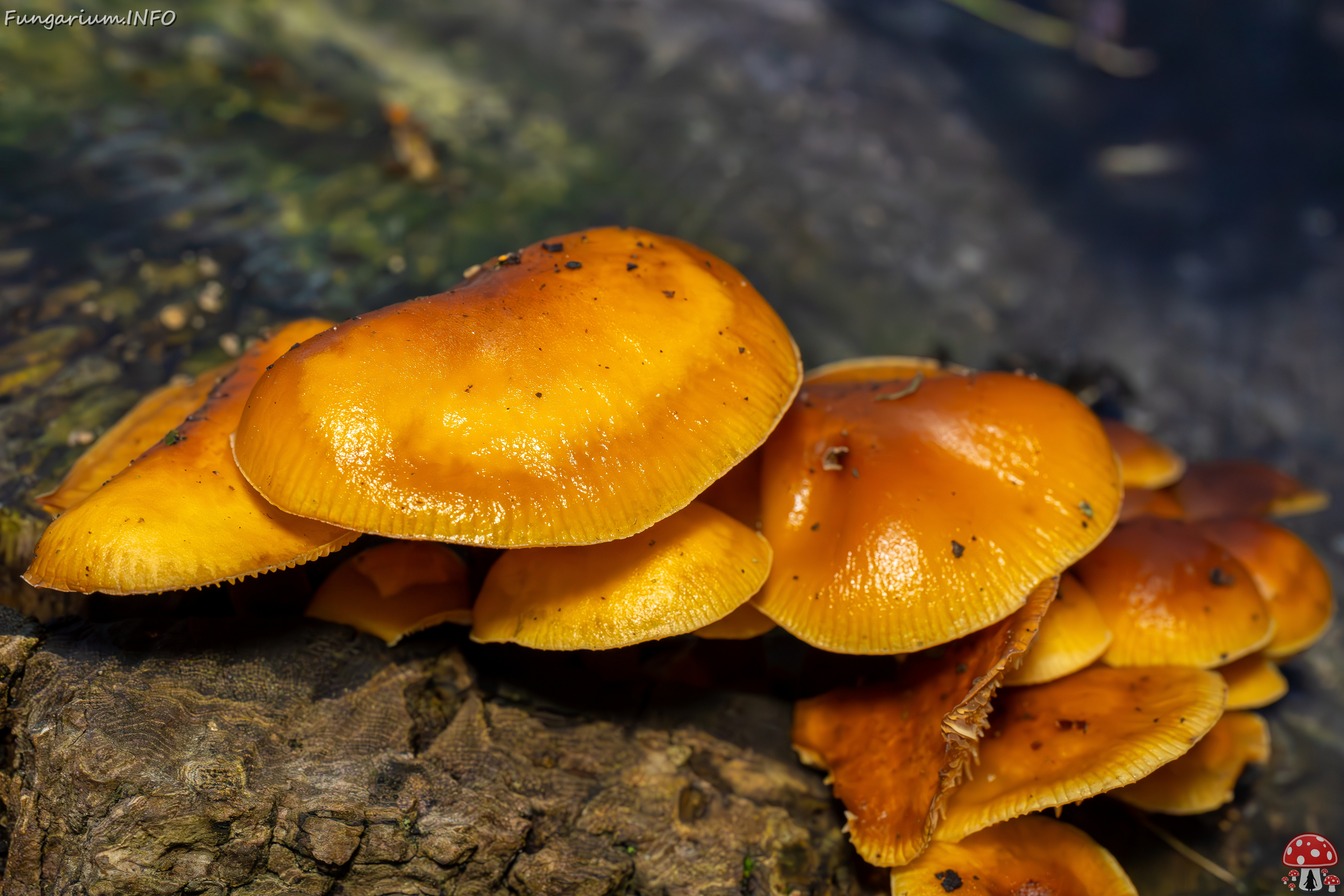 flammulina-velutipes_2024-12-30_1-11 