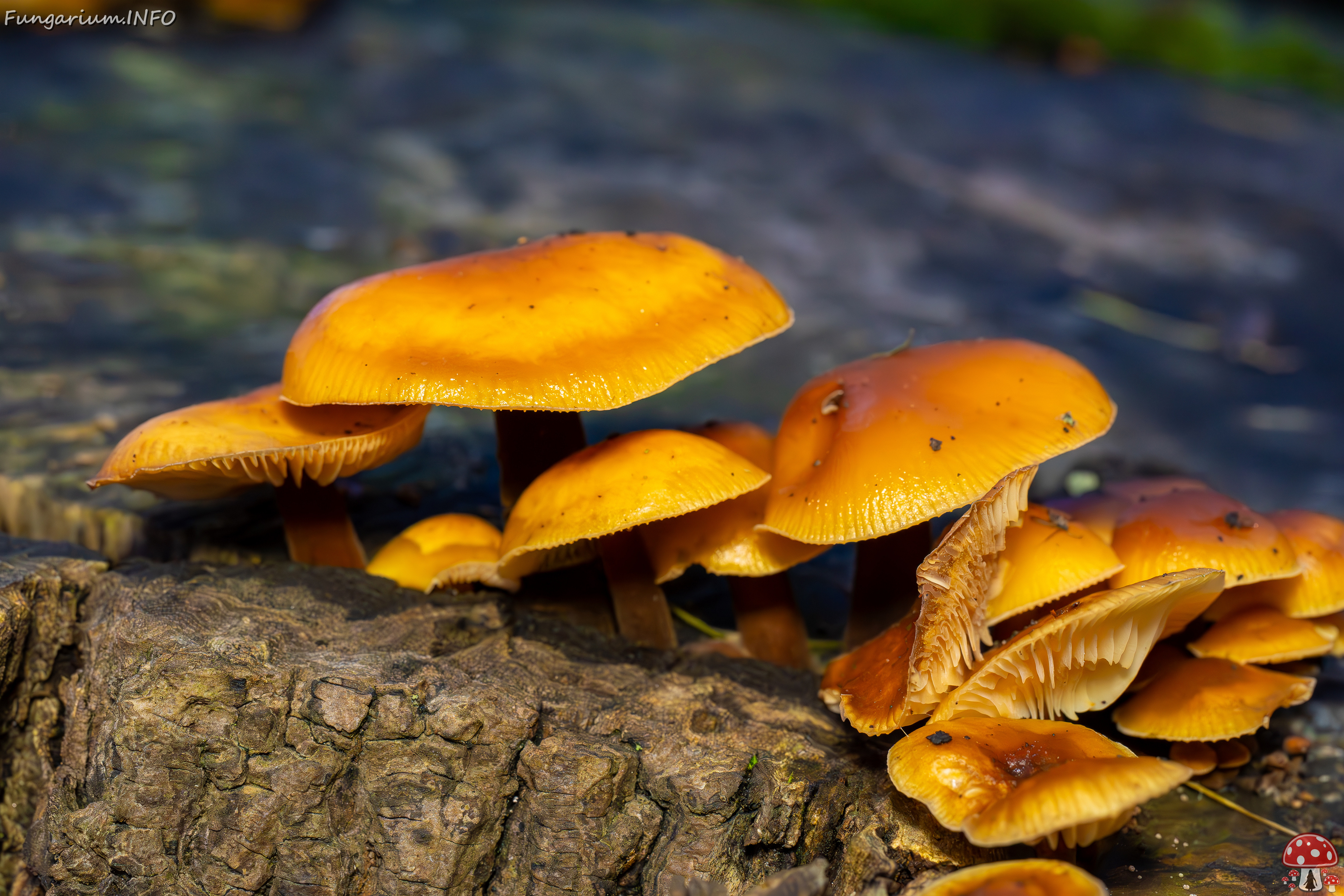 flammulina-velutipes_2024-12-30_1-12 