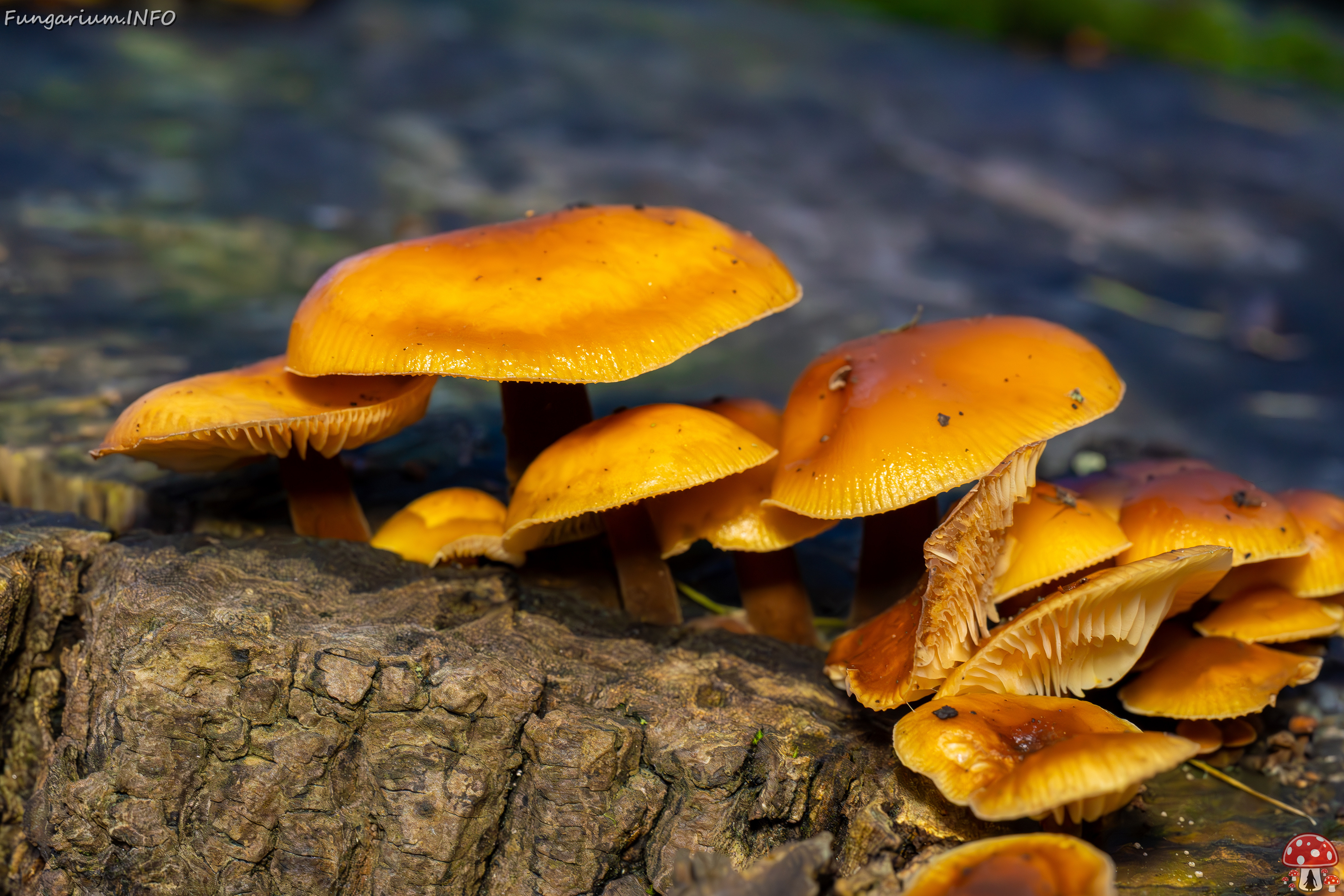 flammulina-velutipes_2024-12-30_1-13 