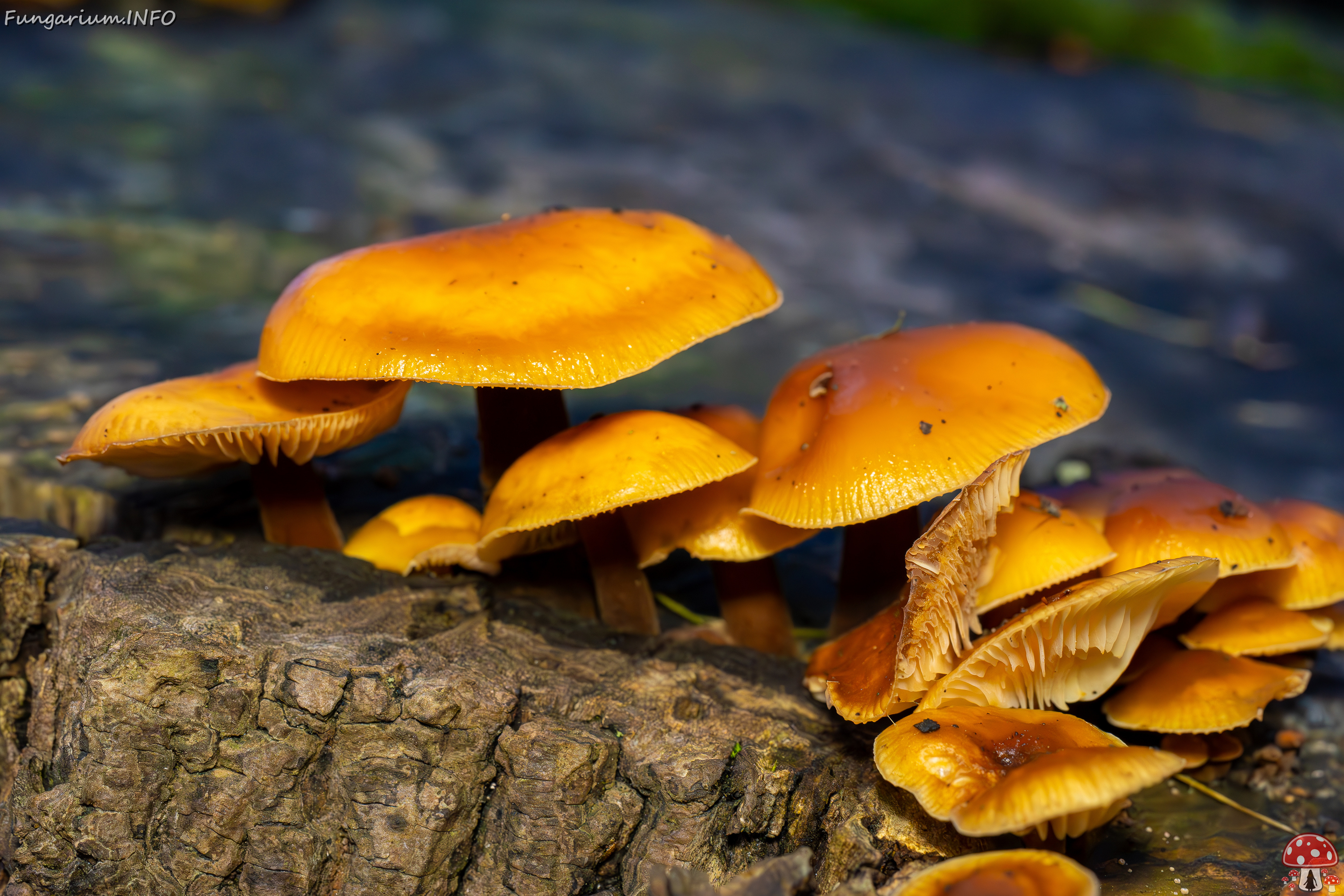 flammulina-velutipes_2024-12-30_1-14 