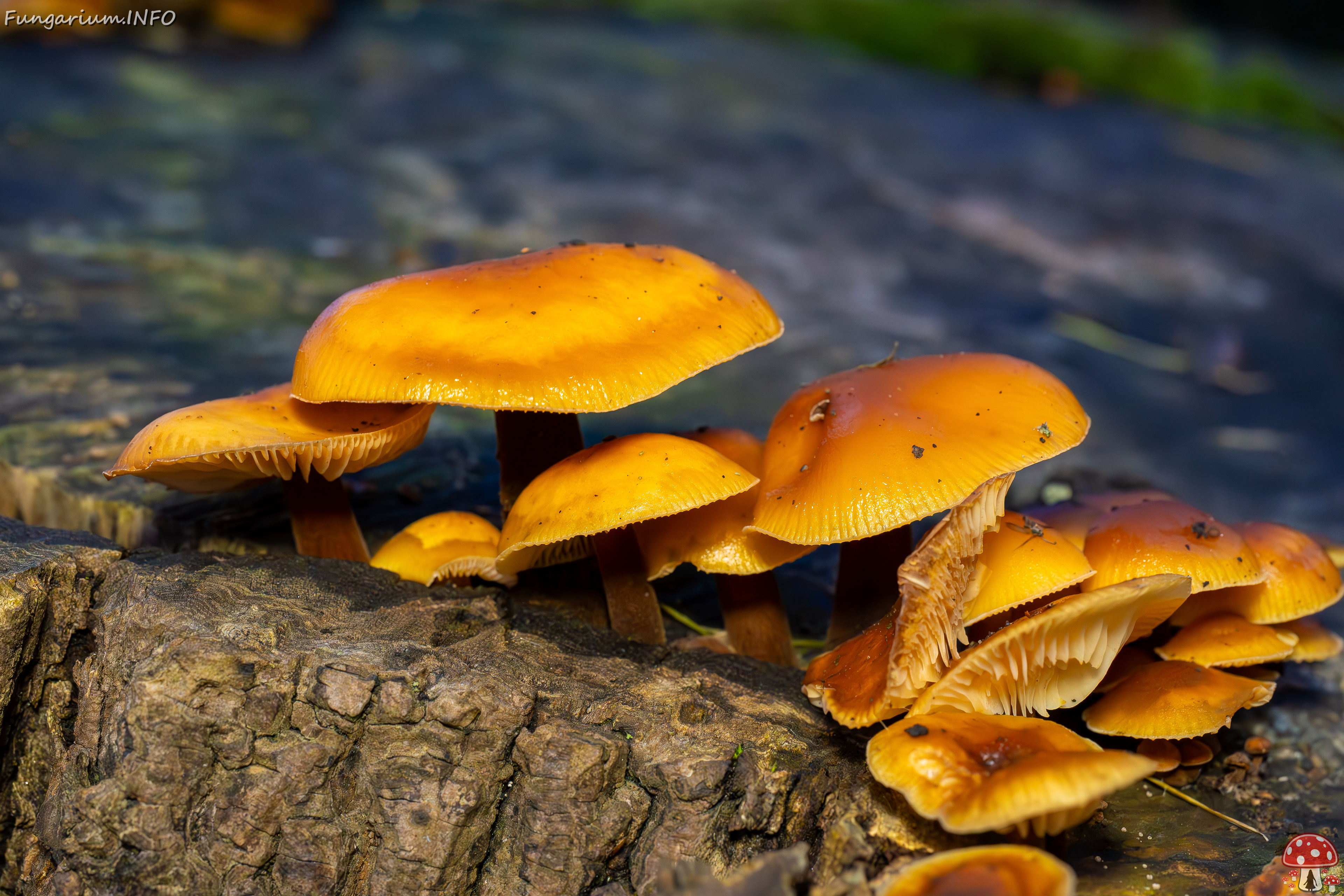 flammulina-velutipes_2024-12-30_1-15 