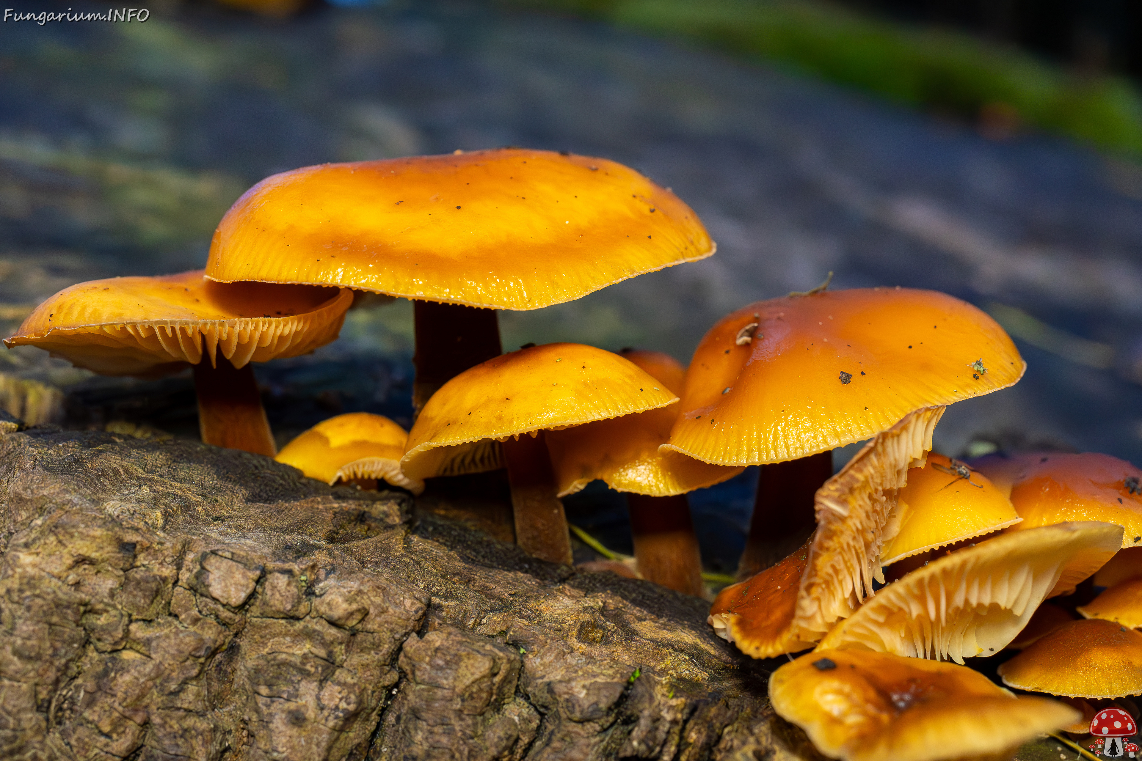 flammulina-velutipes_2024-12-30_1-16 