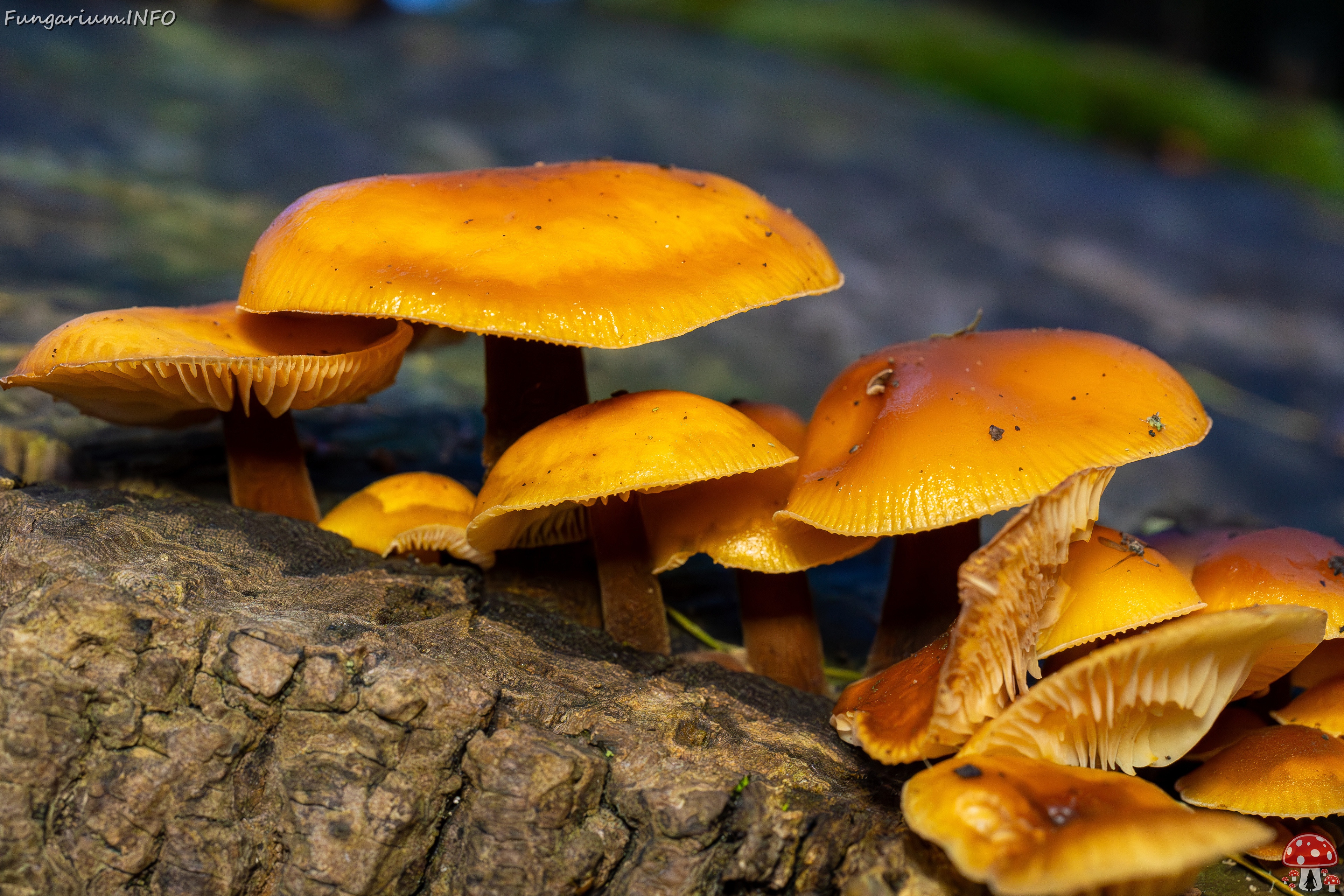 flammulina-velutipes_2024-12-30_1-18 