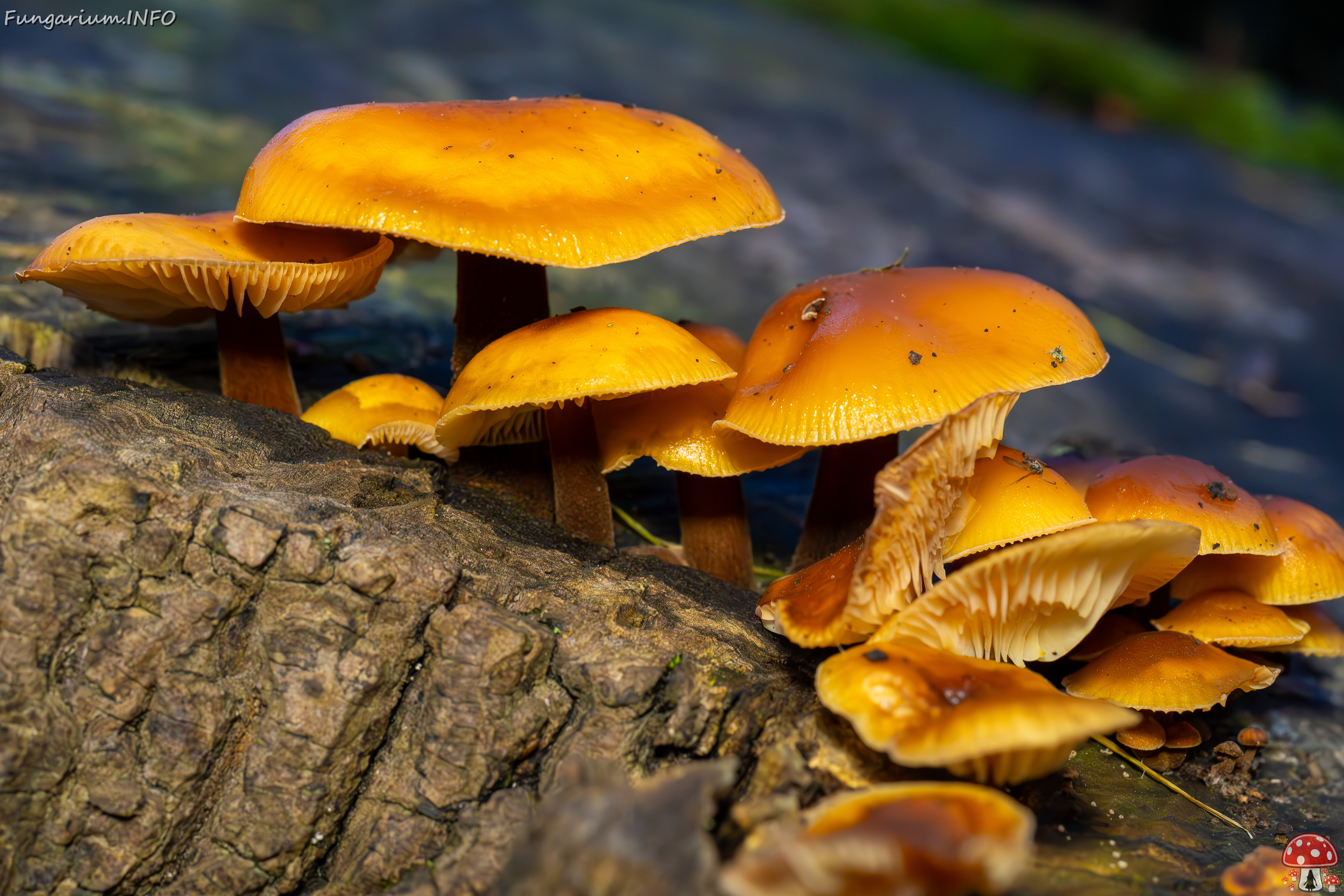 flammulina-velutipes_2024-12-30_1-19 