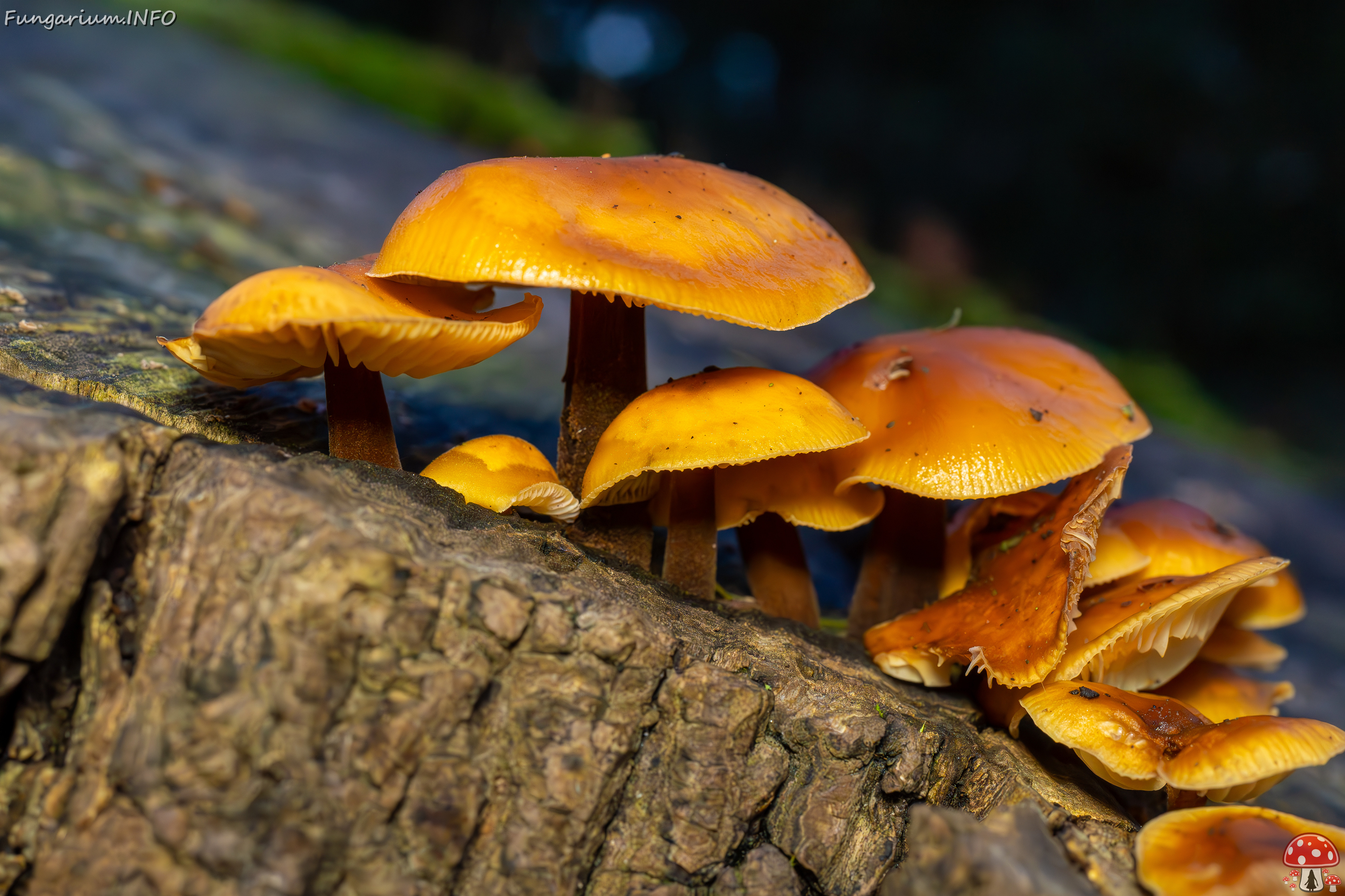 flammulina-velutipes_2024-12-30_1-2 