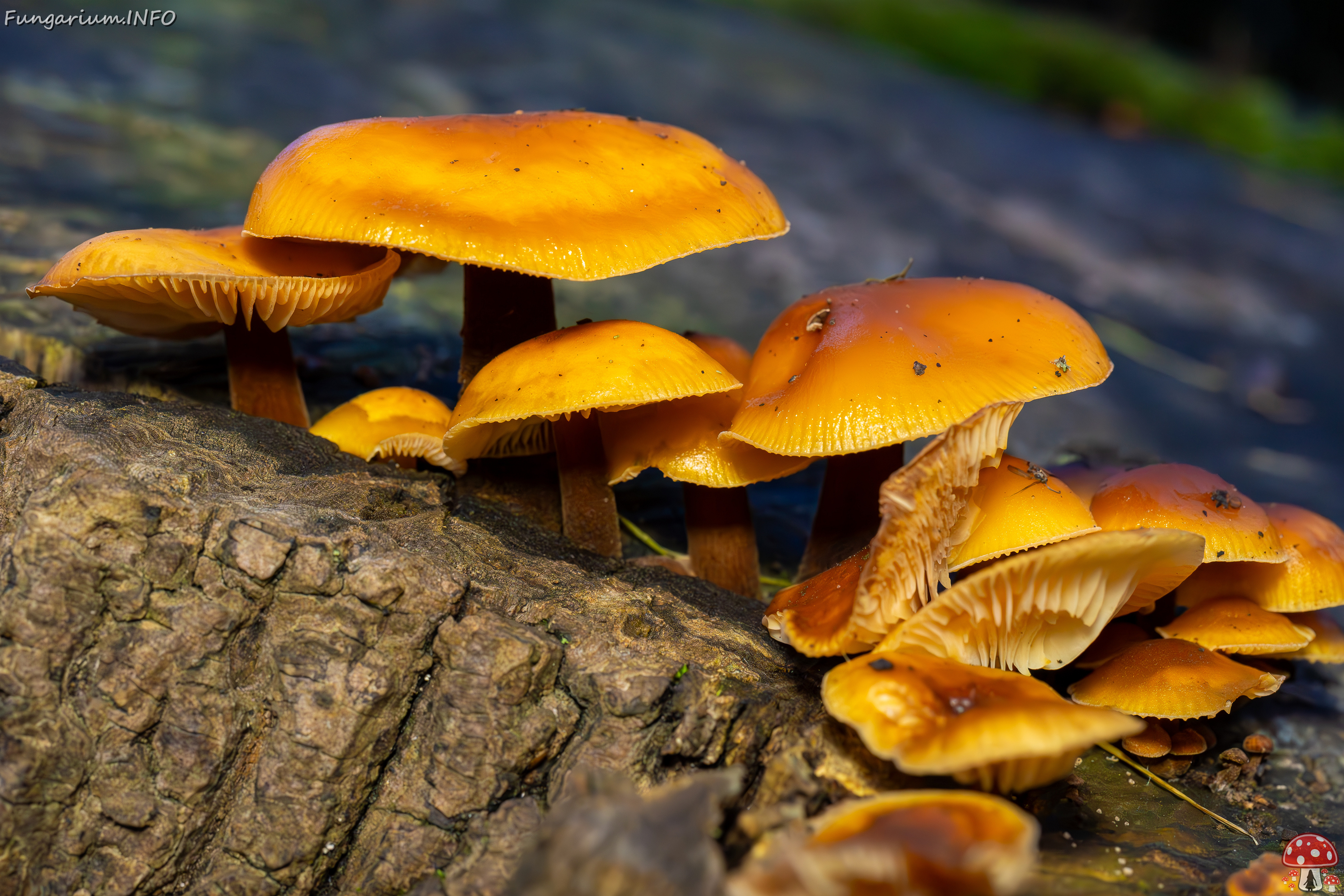 flammulina-velutipes_2024-12-30_1-20 