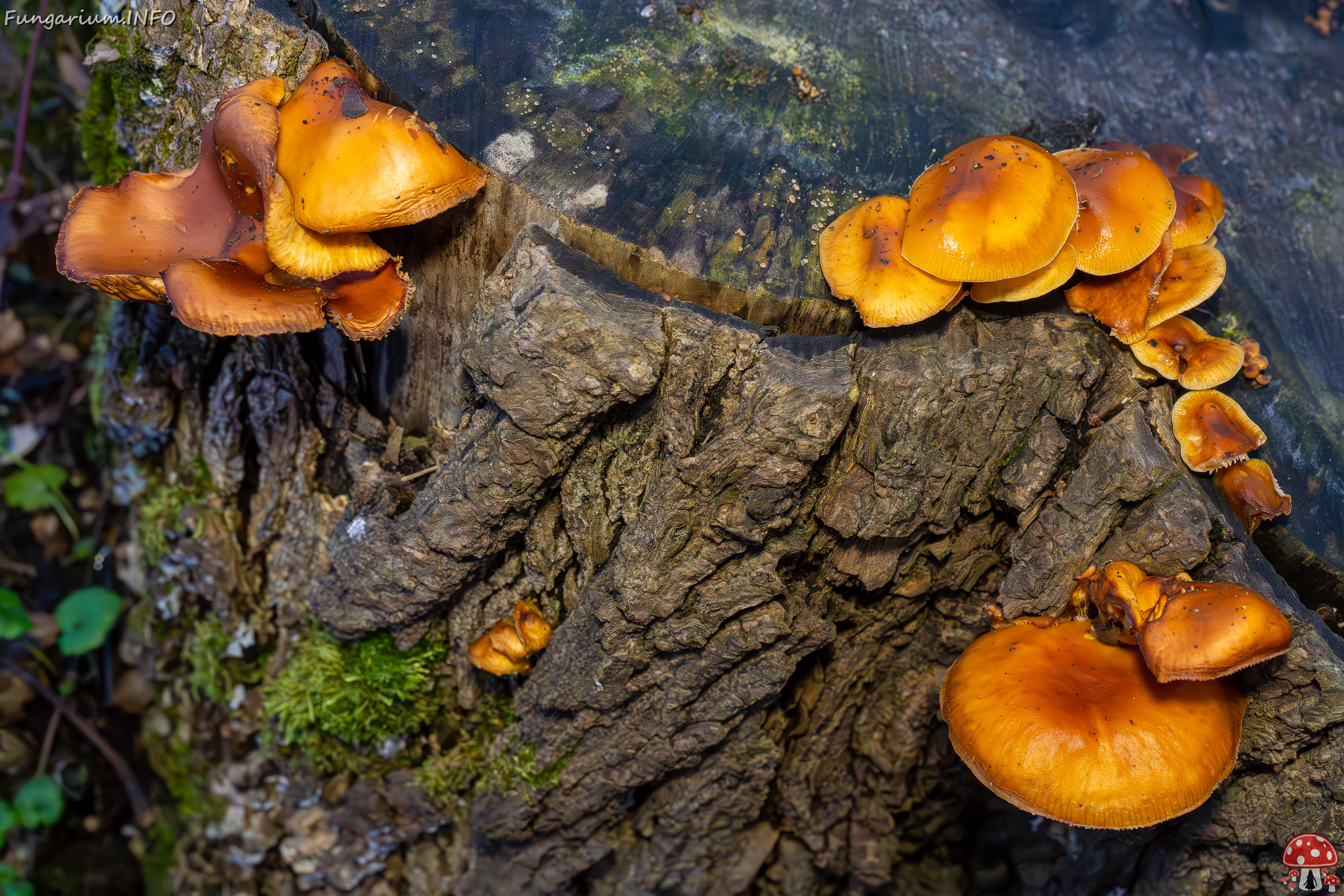 flammulina-velutipes_2024-12-30_1-23 