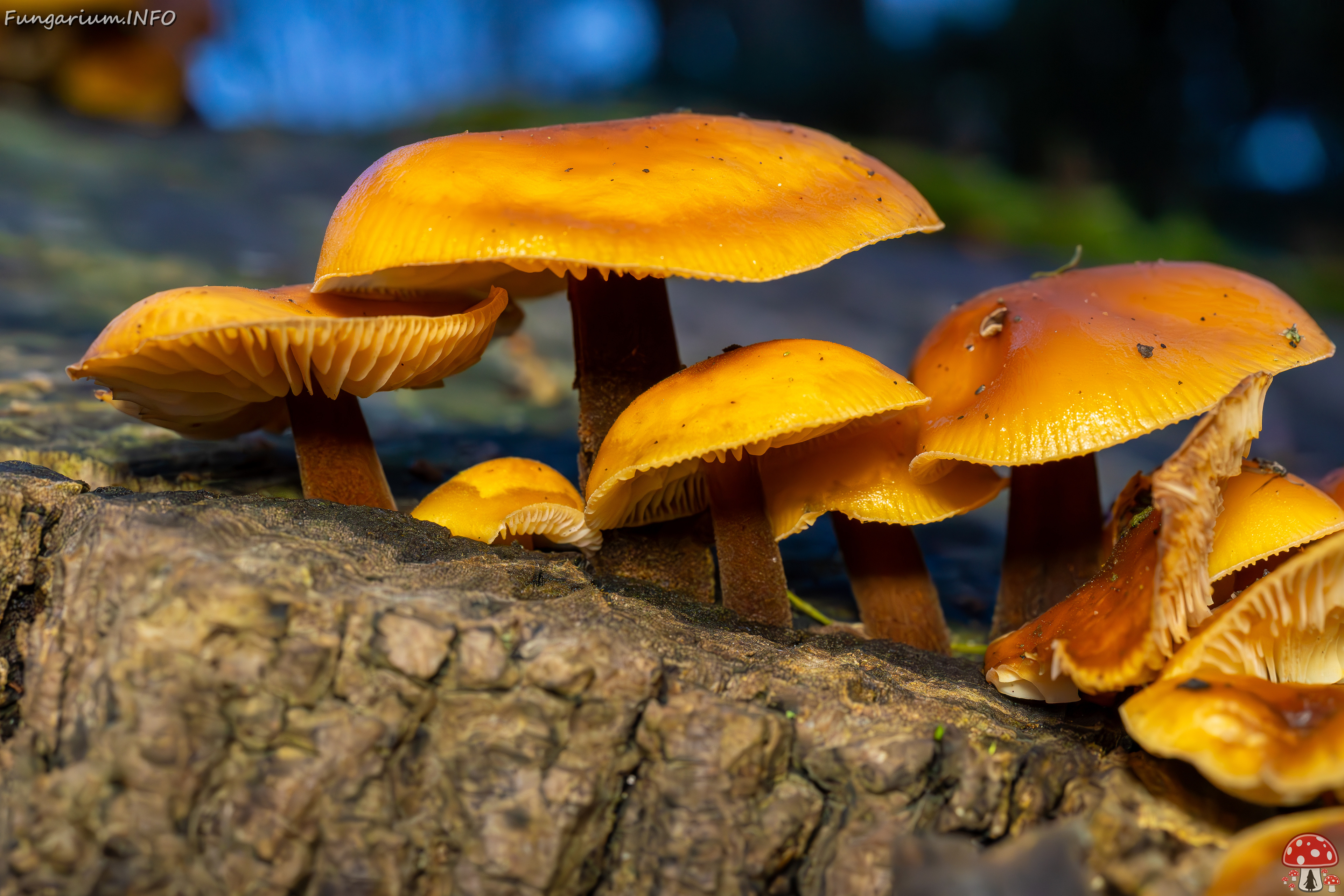 flammulina-velutipes_2024-12-30_1-25 