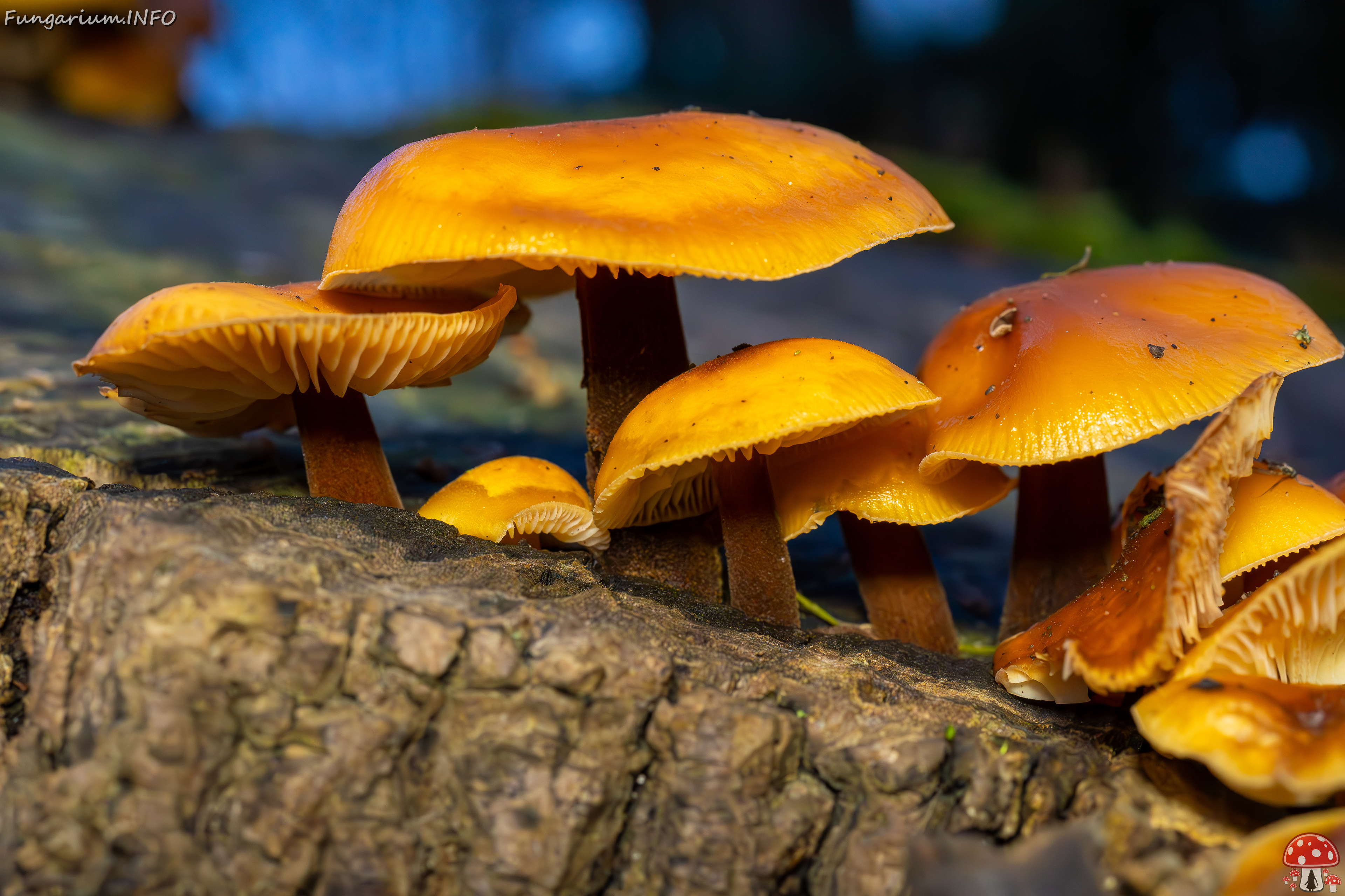 flammulina-velutipes_2024-12-30_1-26 