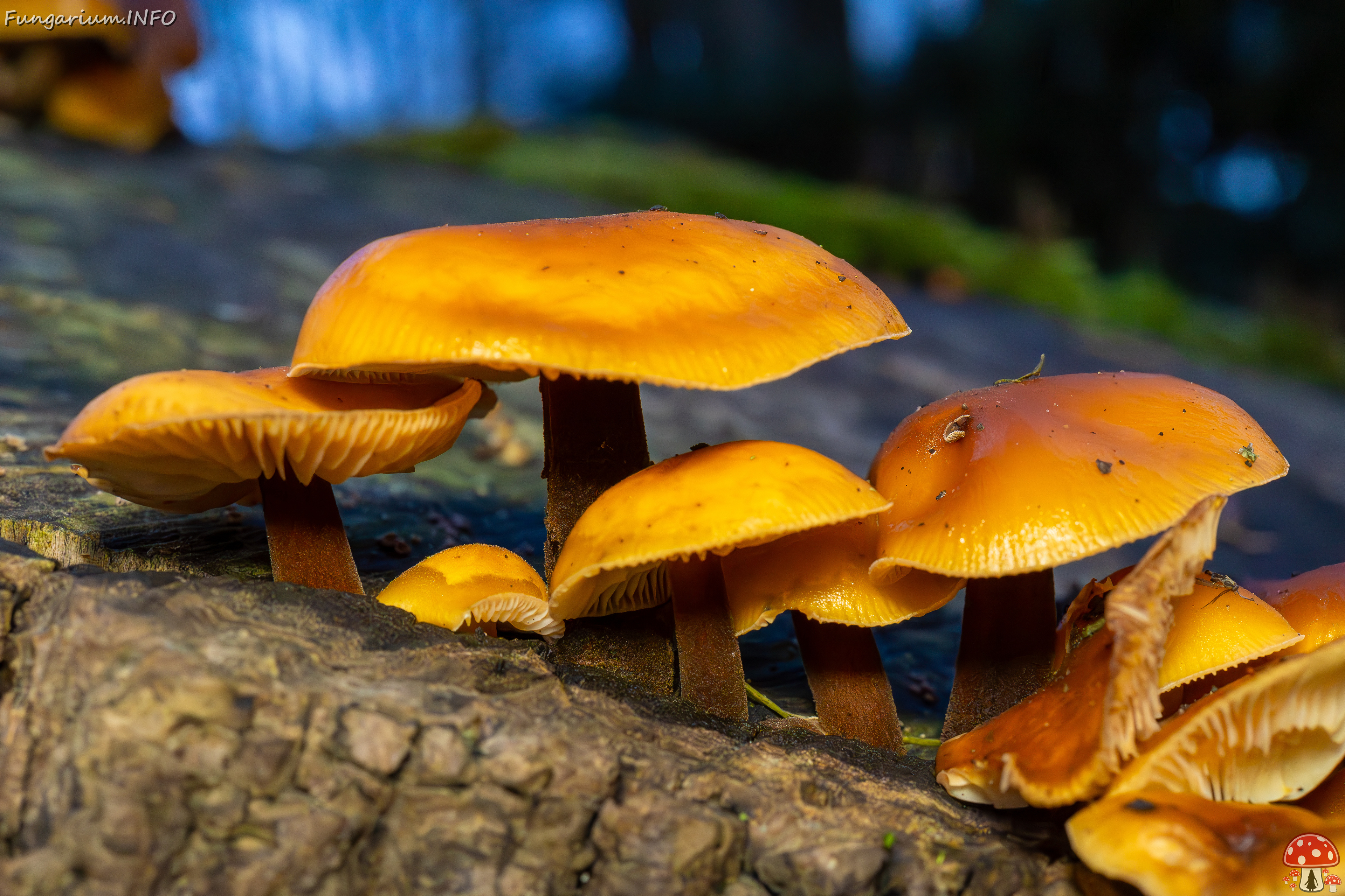 flammulina-velutipes_2024-12-30_1-27 