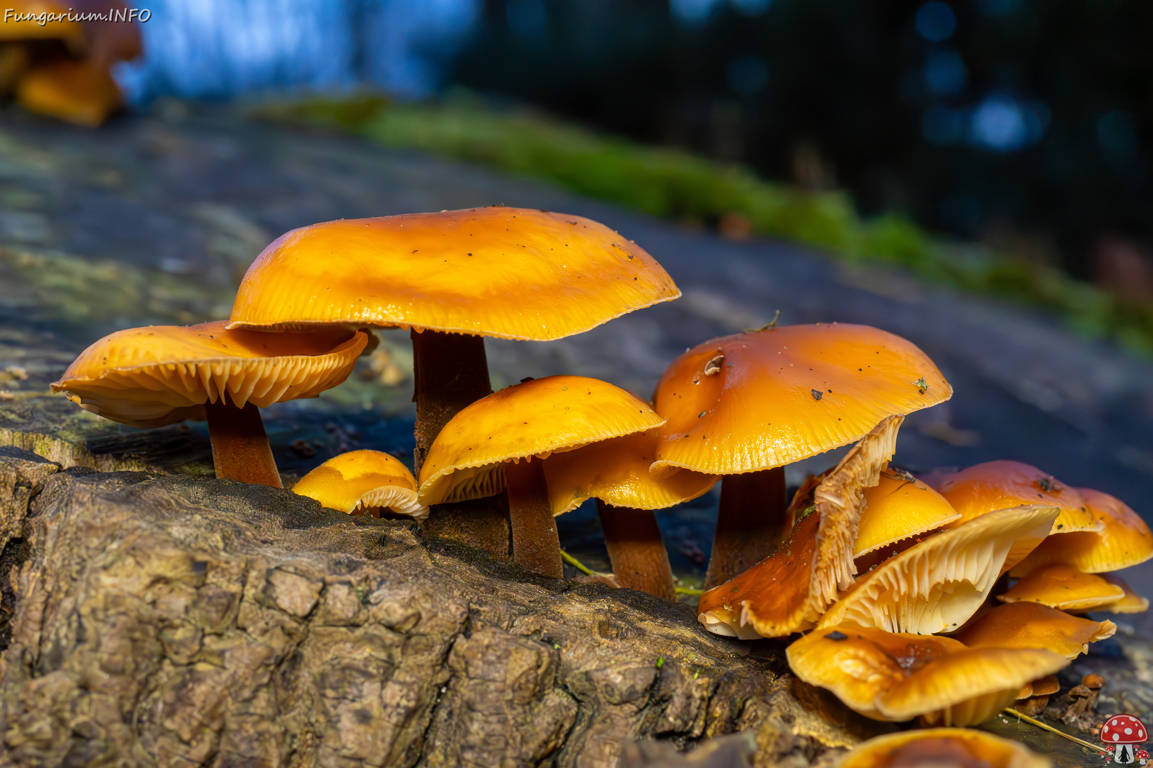 flammulina-velutipes_2024-12-30_1-28 