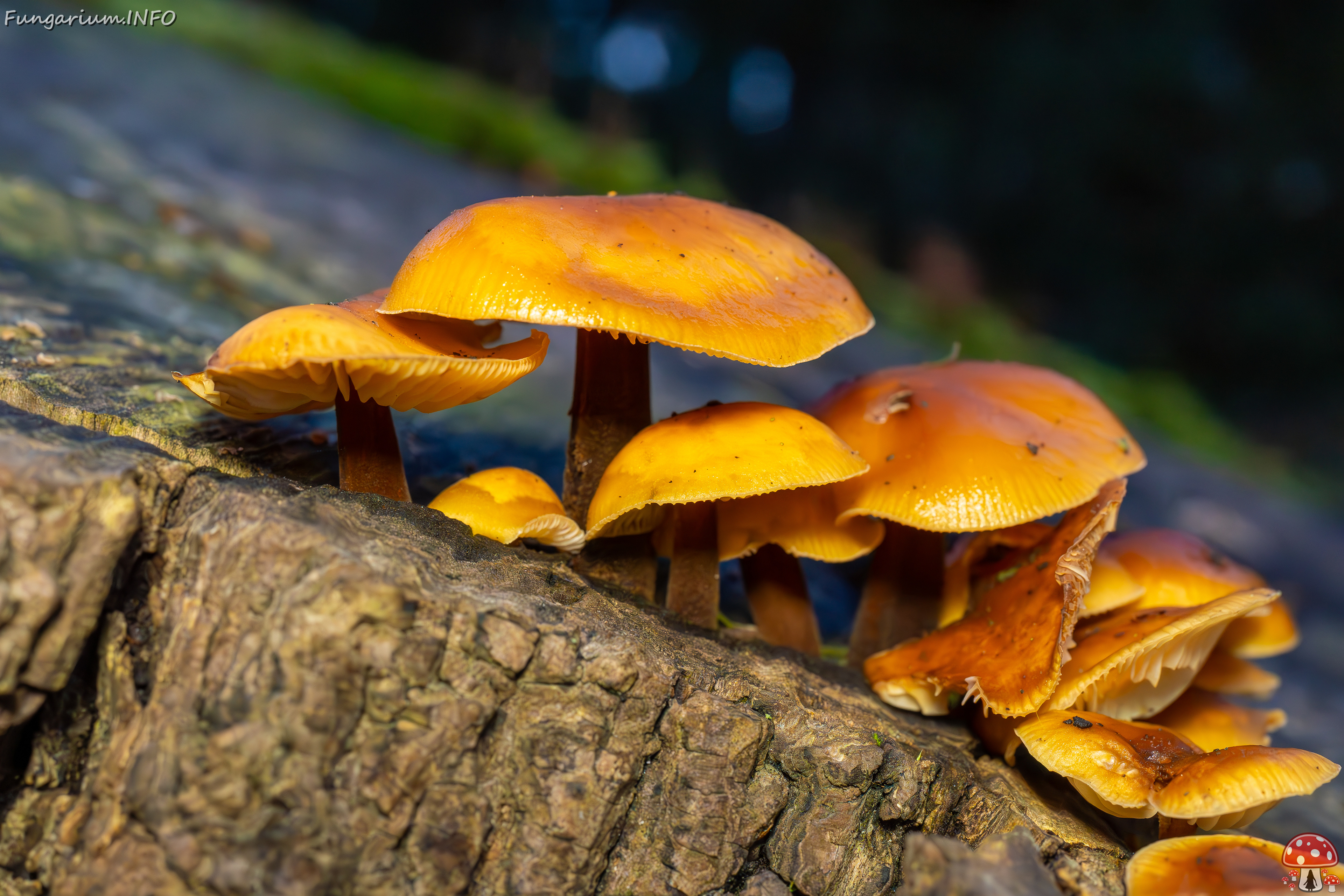 flammulina-velutipes_2024-12-30_1-3 