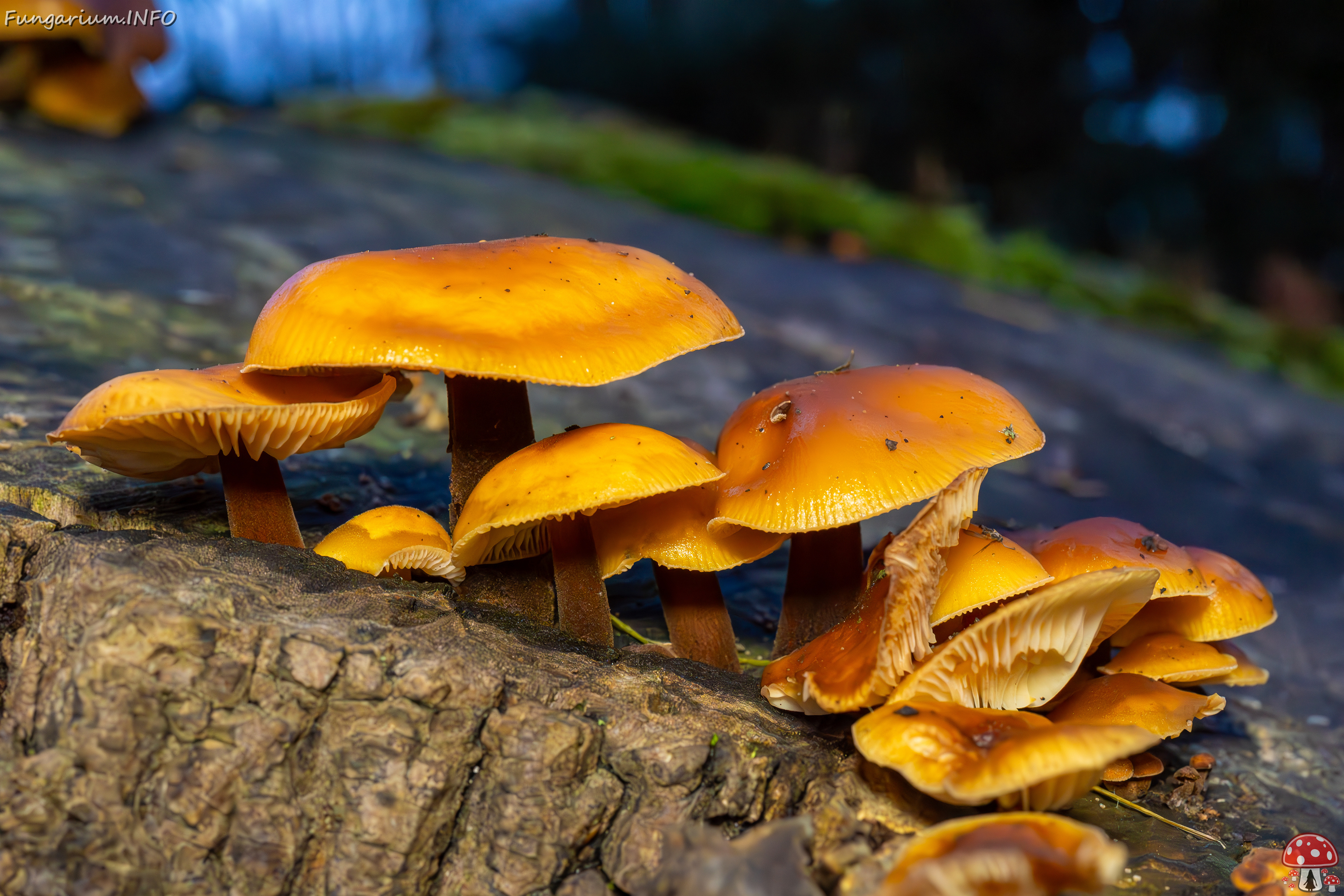 flammulina-velutipes_2024-12-30_1-30 