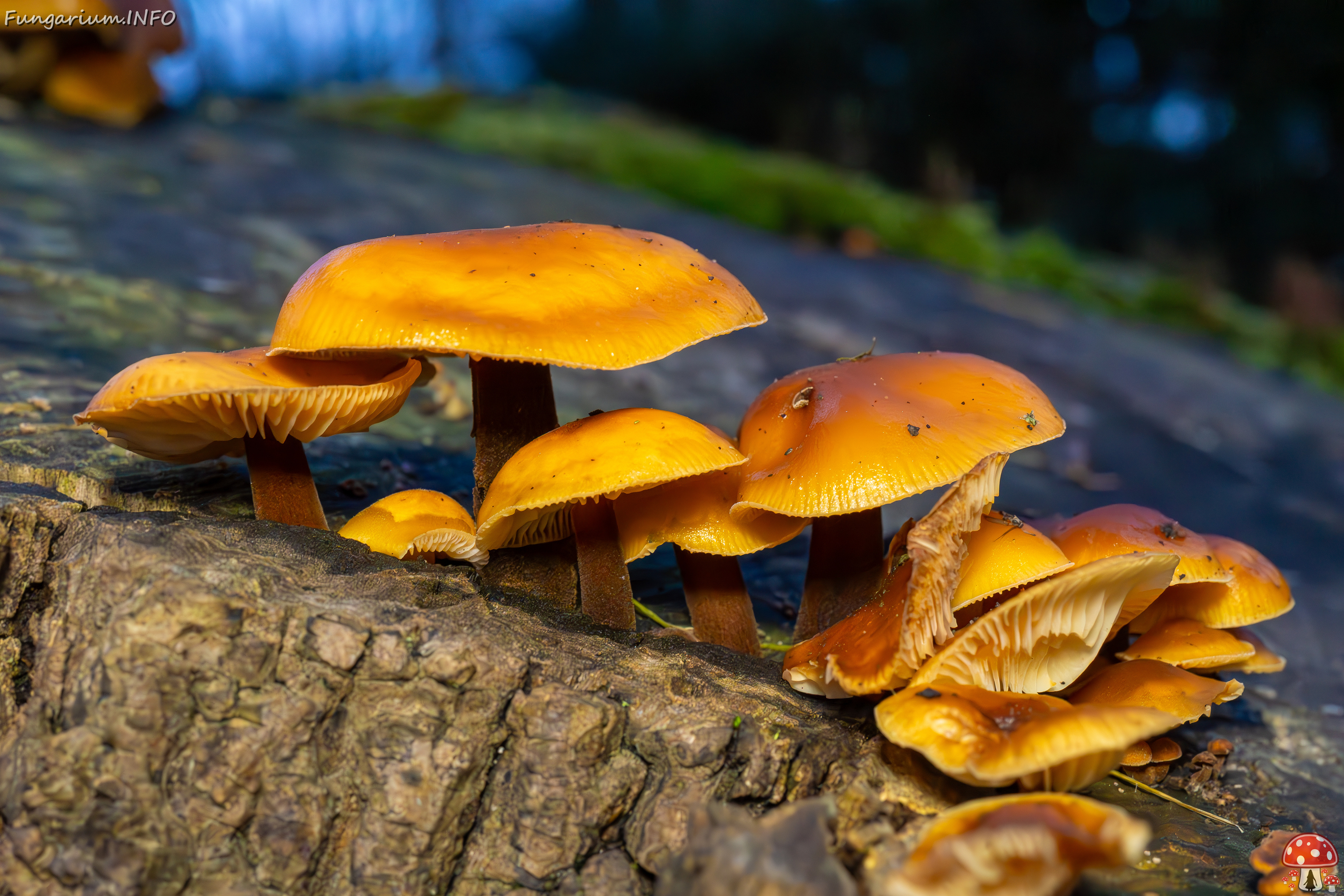 flammulina-velutipes_2024-12-30_1-31 