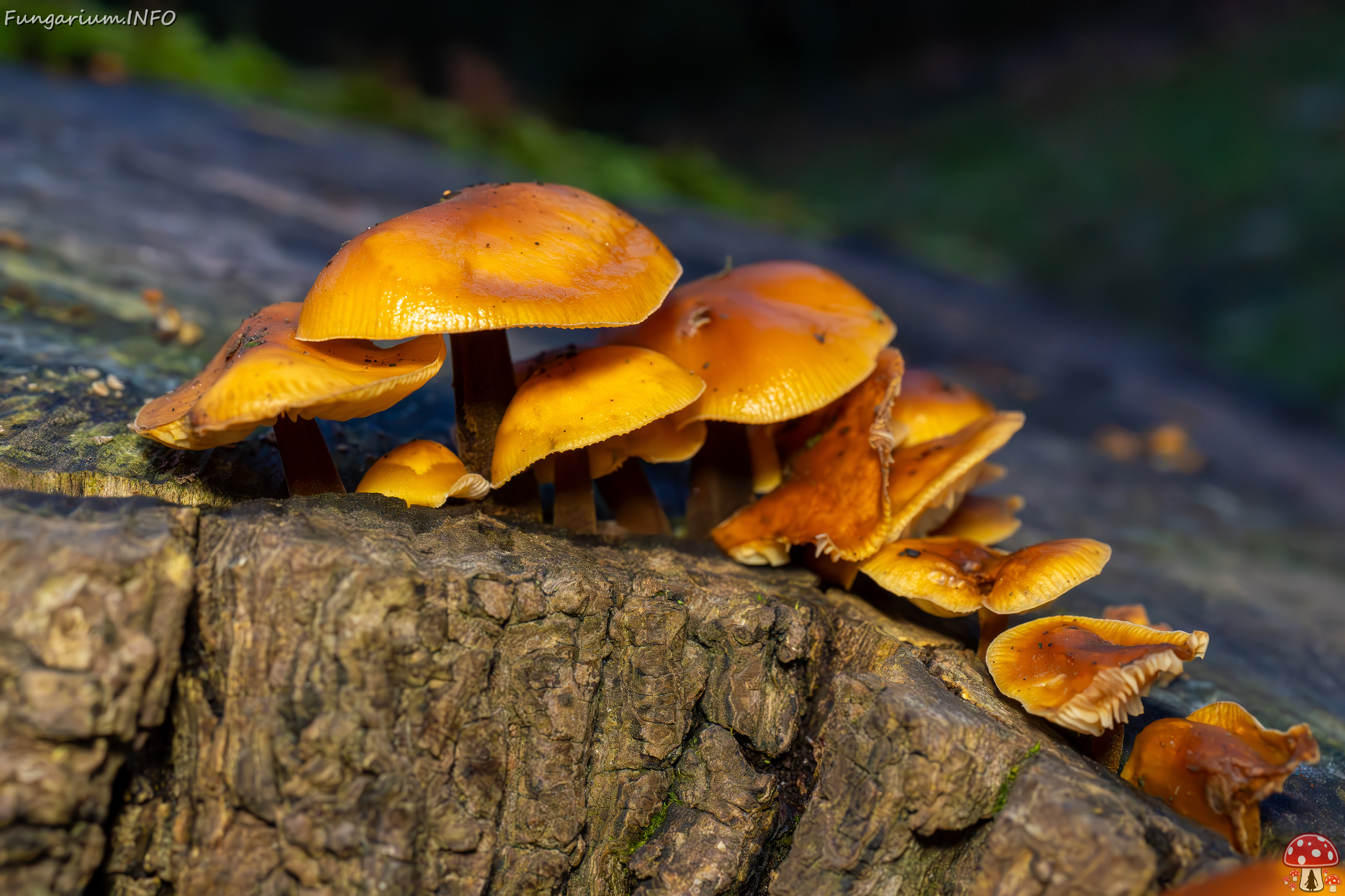 flammulina-velutipes_2024-12-30_1-4 