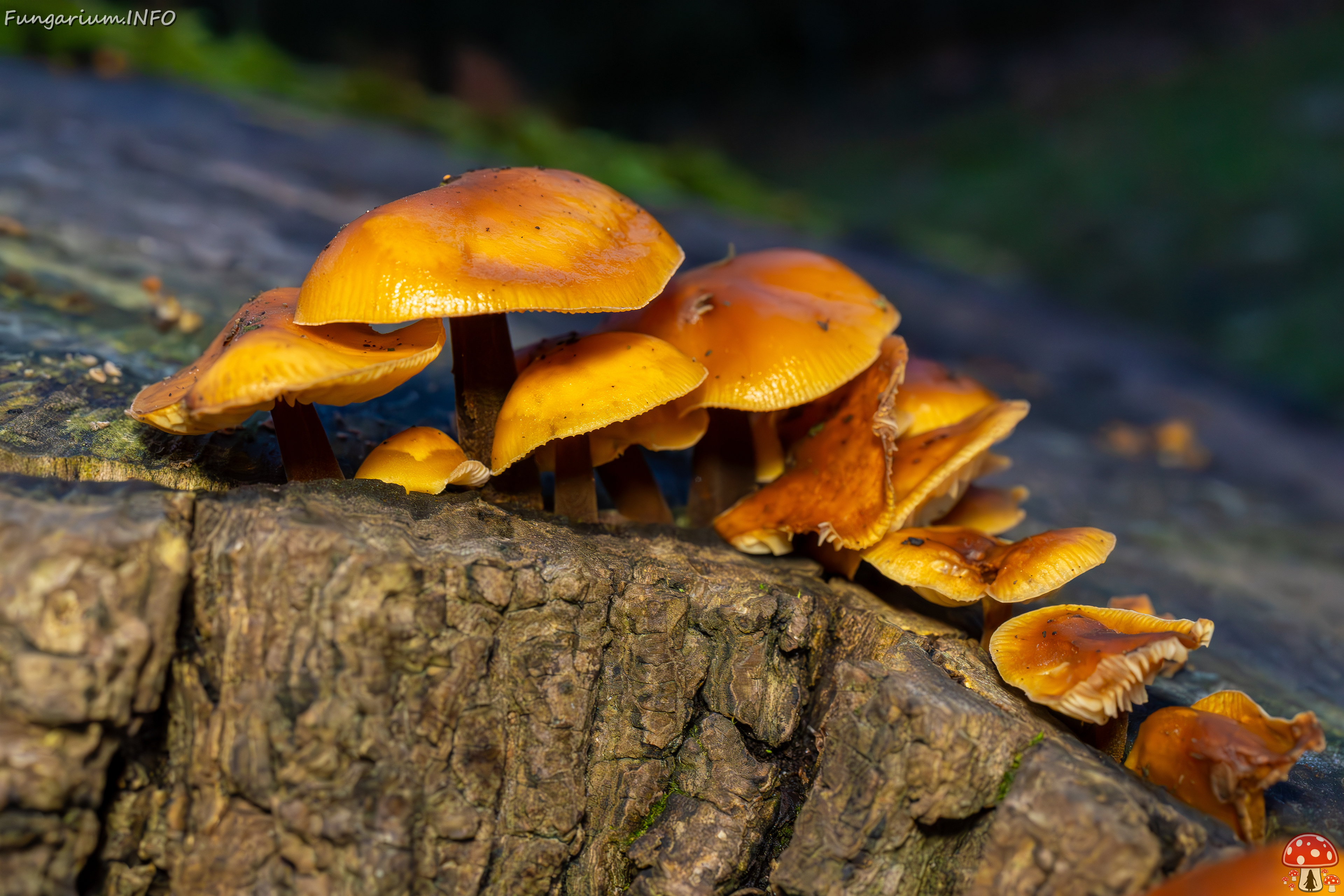 flammulina-velutipes_2024-12-30_1-5 