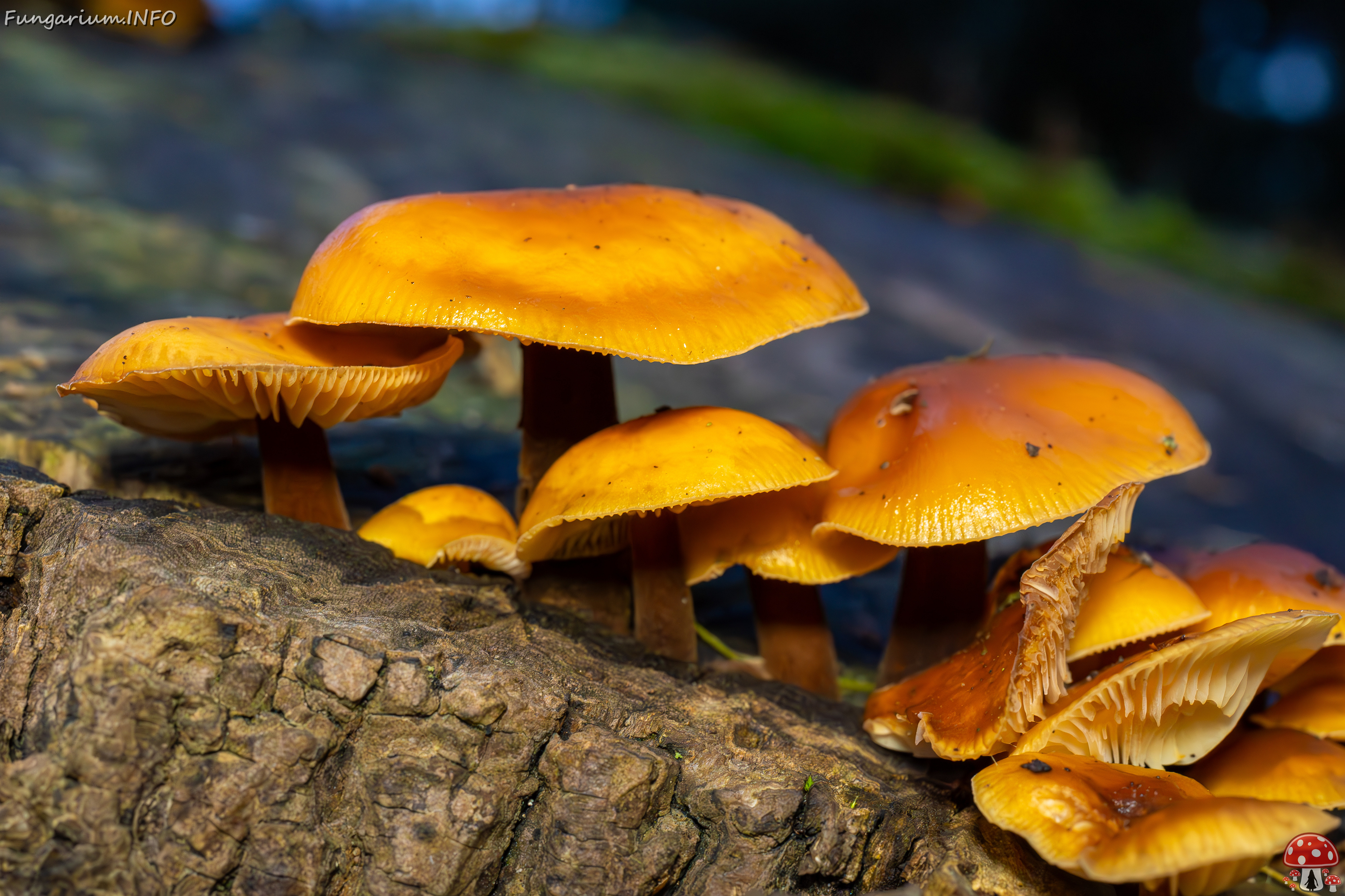 flammulina-velutipes_2024-12-30_1-6 