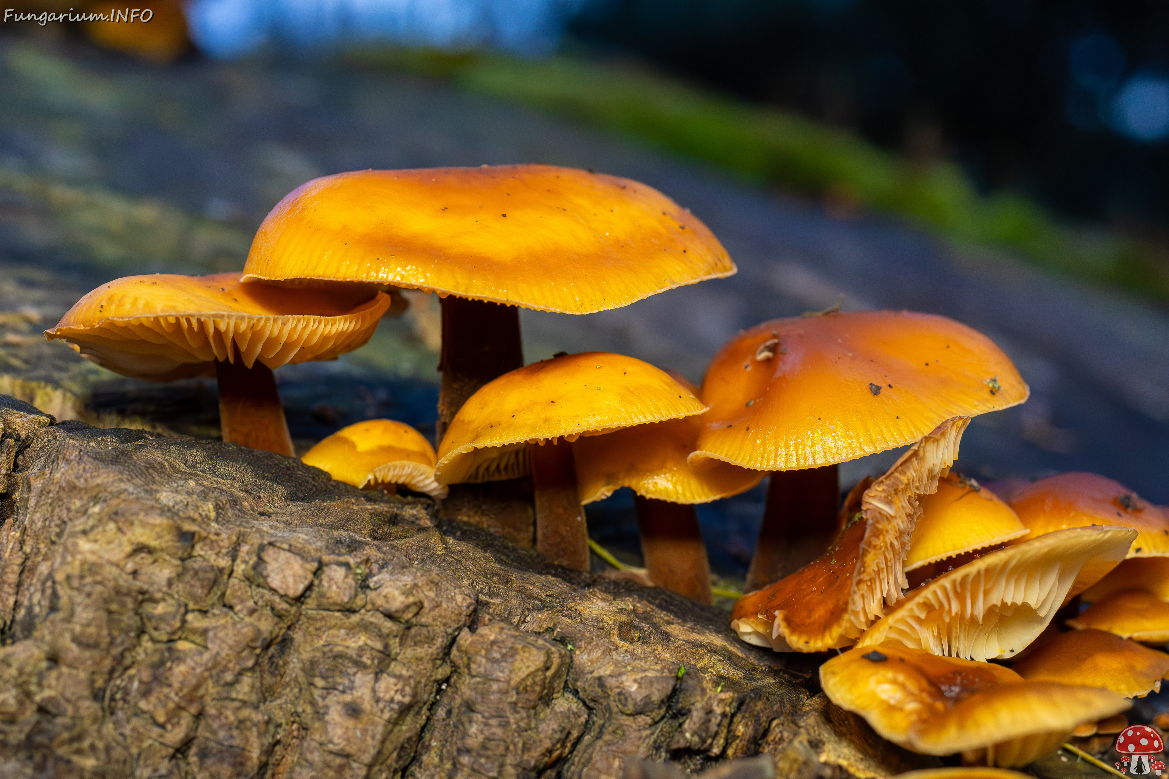 flammulina-velutipes_2024-12-30_1-7 