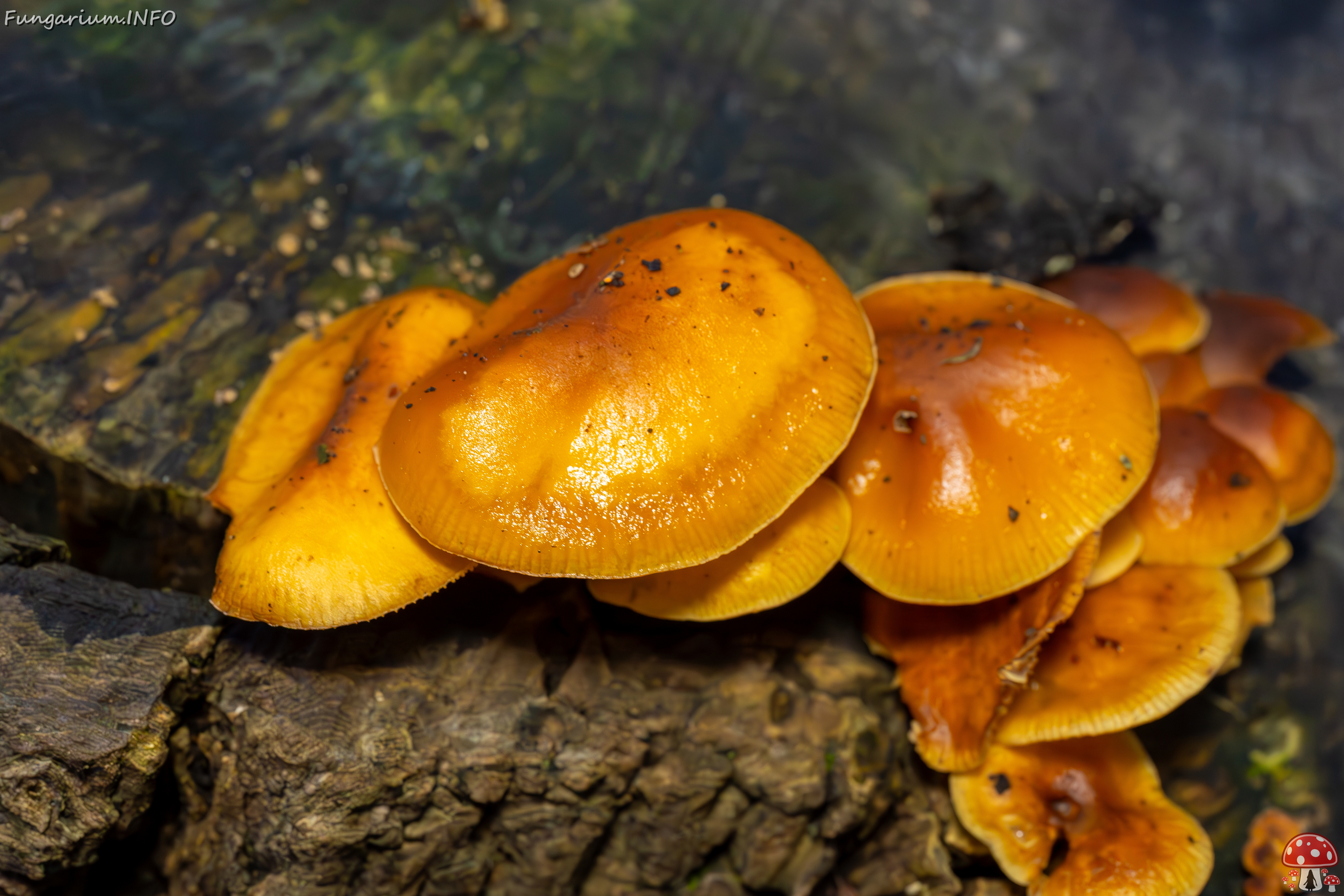 flammulina-velutipes_2024-12-30_1-9 