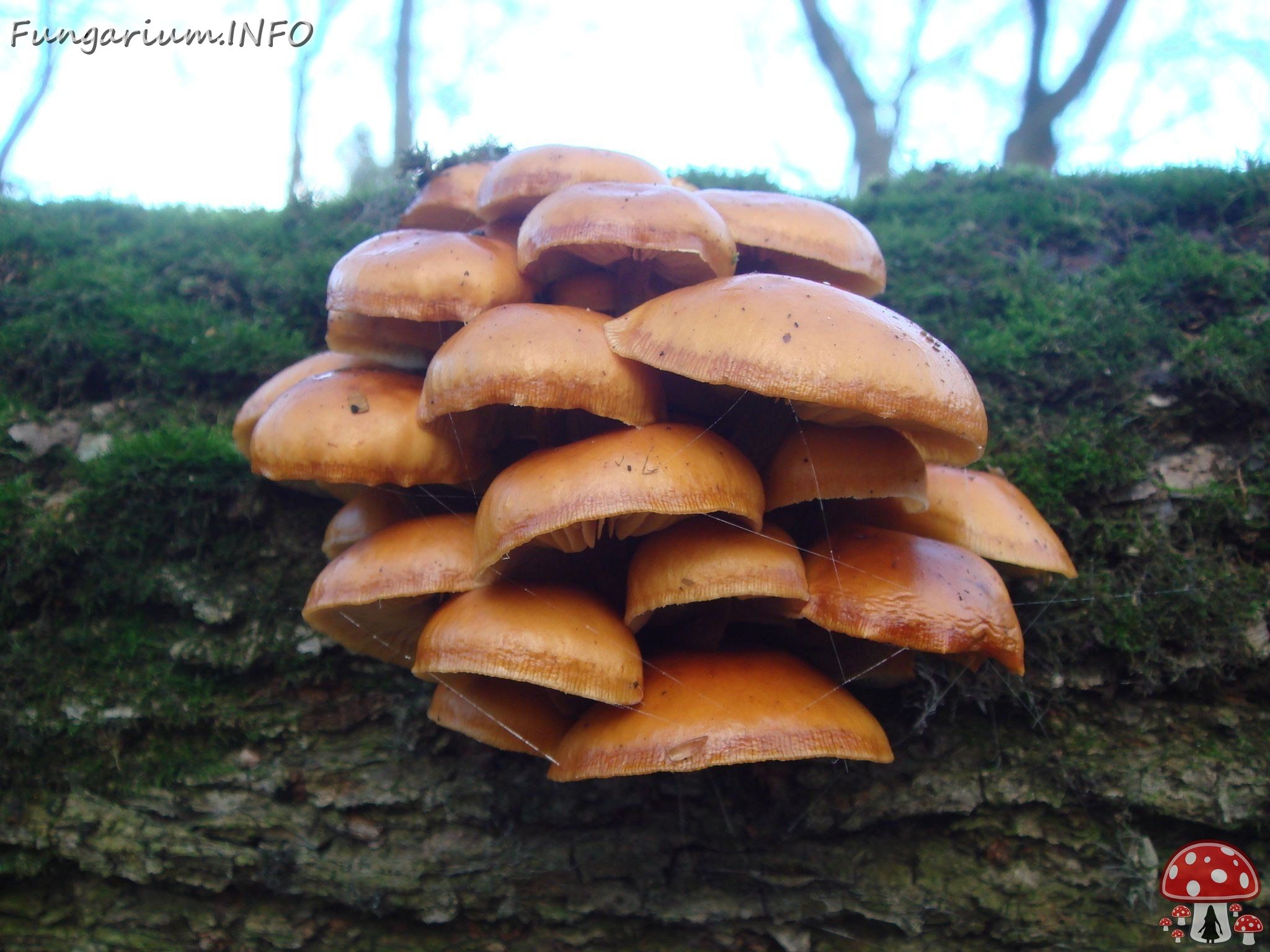 fungi-0002276 