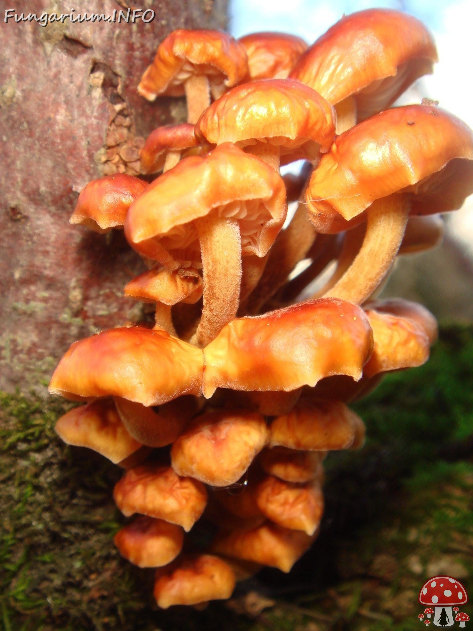 fungi-0002280 