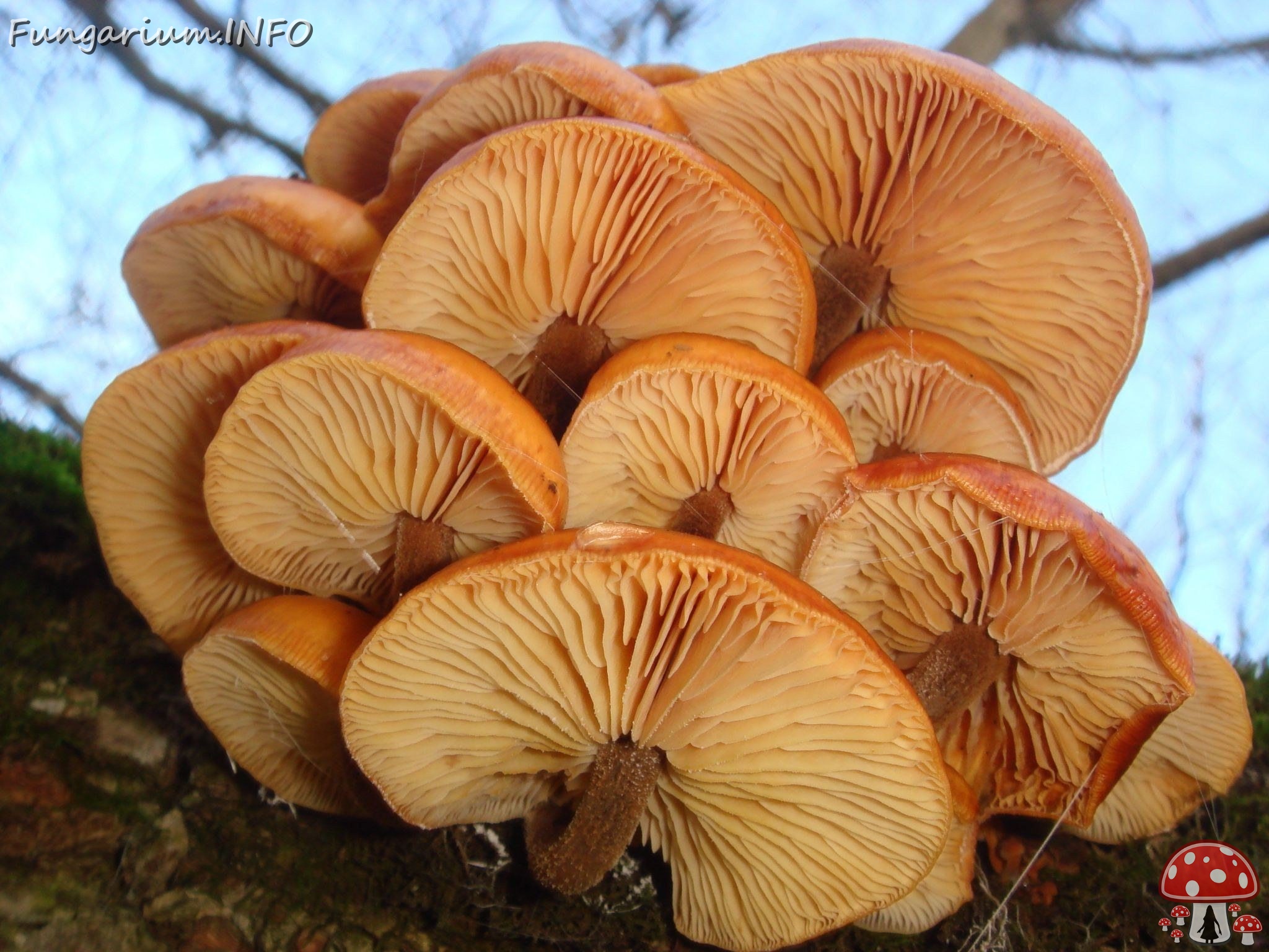 fungi-0002281 