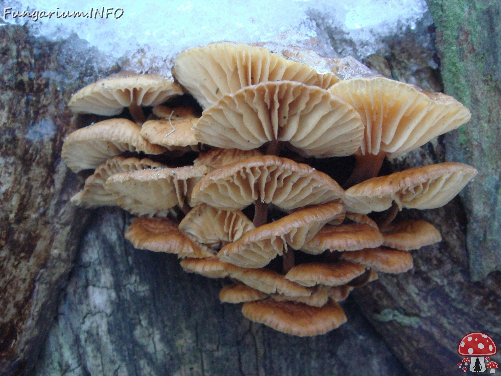 fungi-0002905 