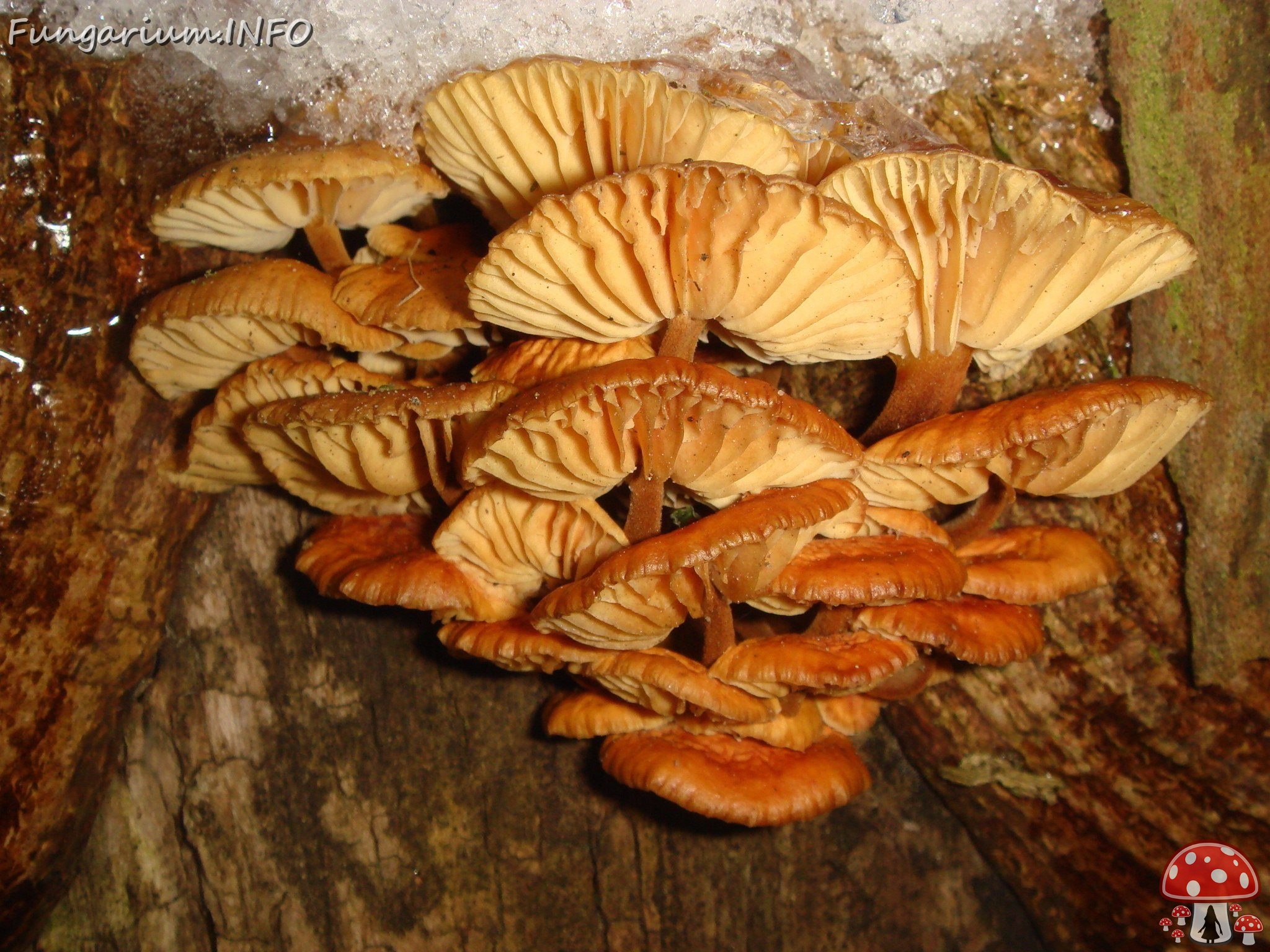 fungi-0002906 