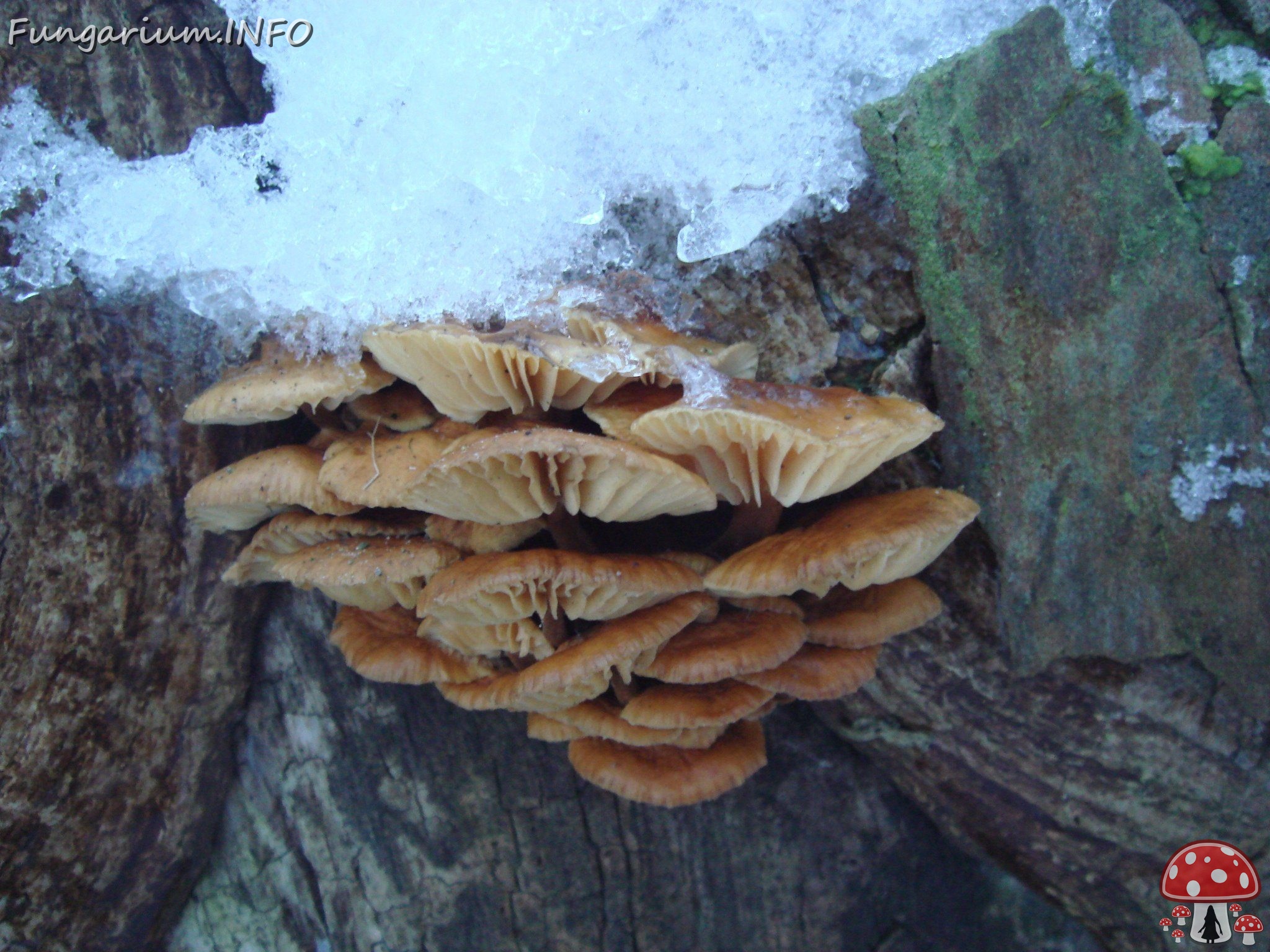 fungi-0002907 