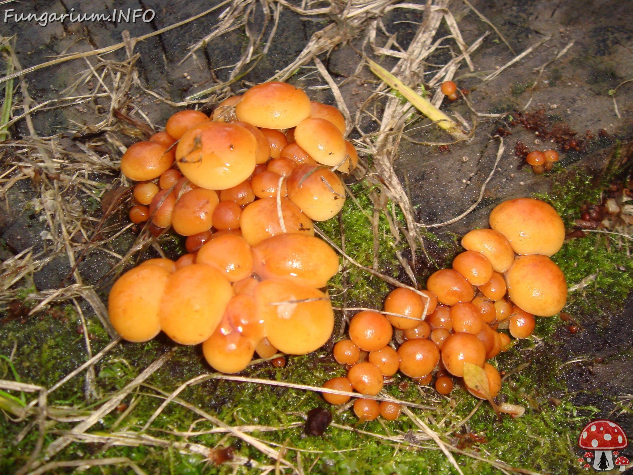 fungi-0003668 