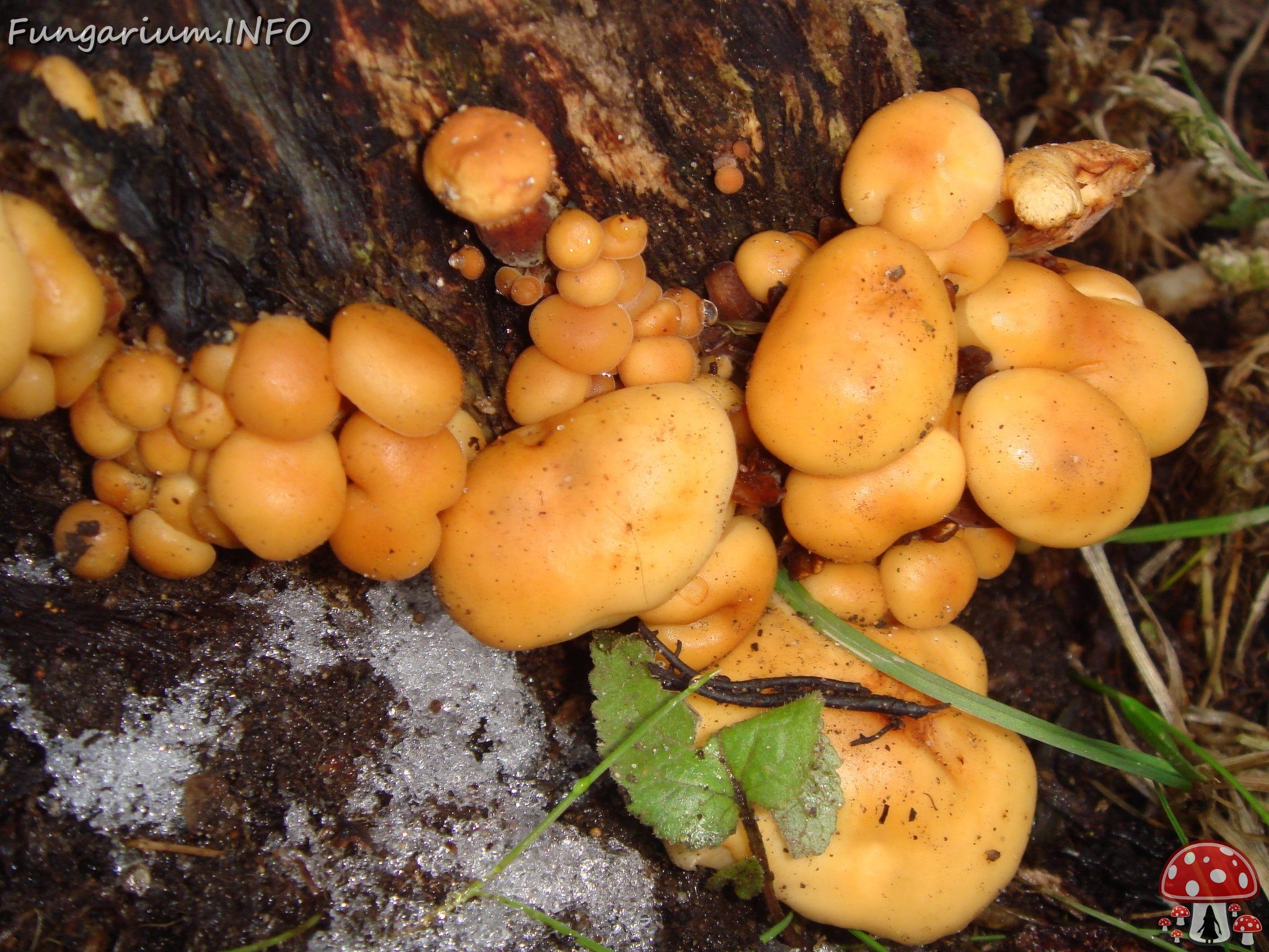 fungi-0003780 