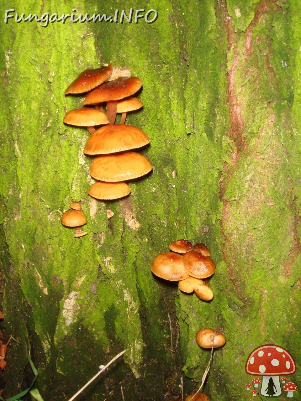 fungi-0003787 