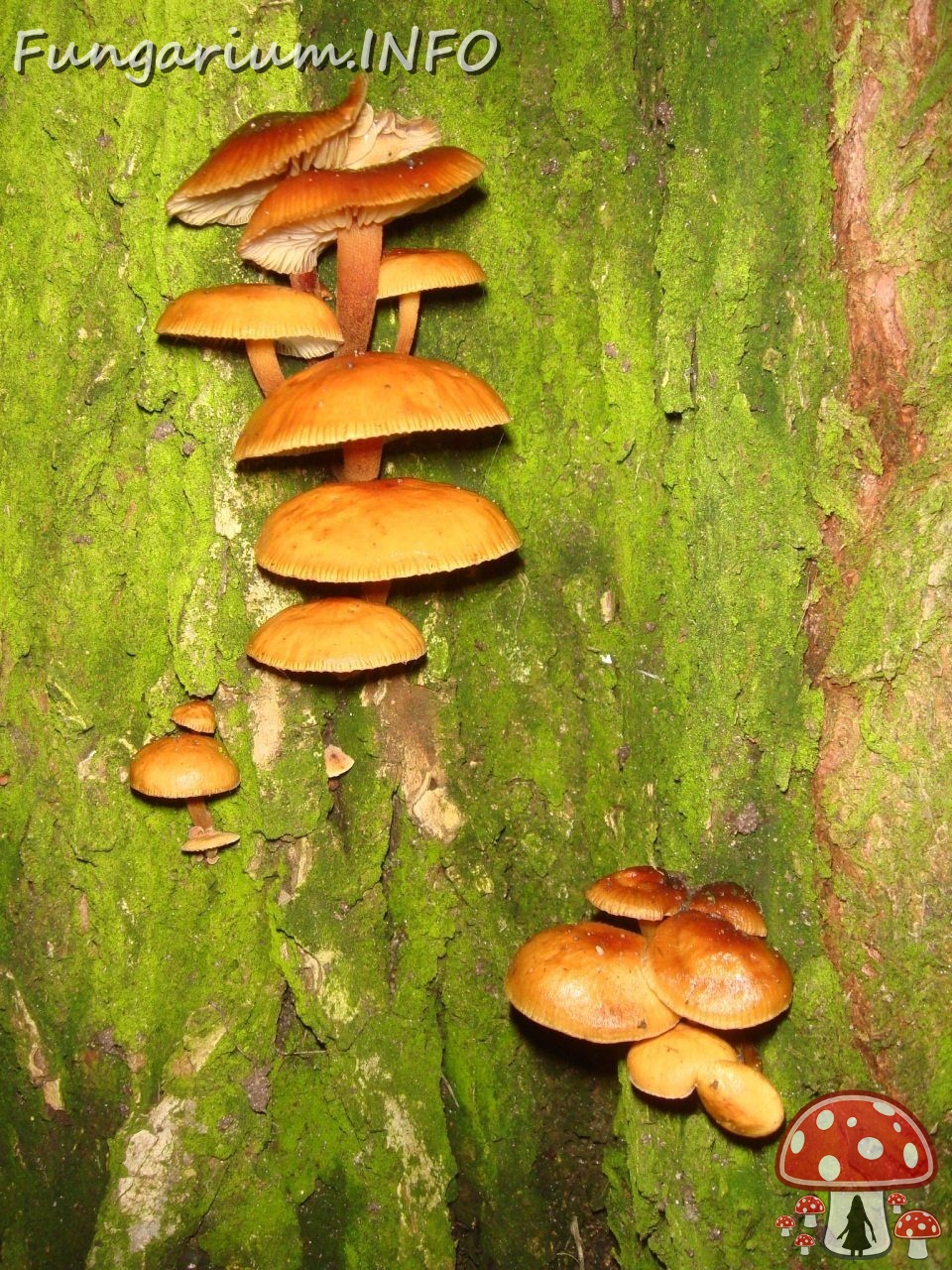 fungi-0003788 