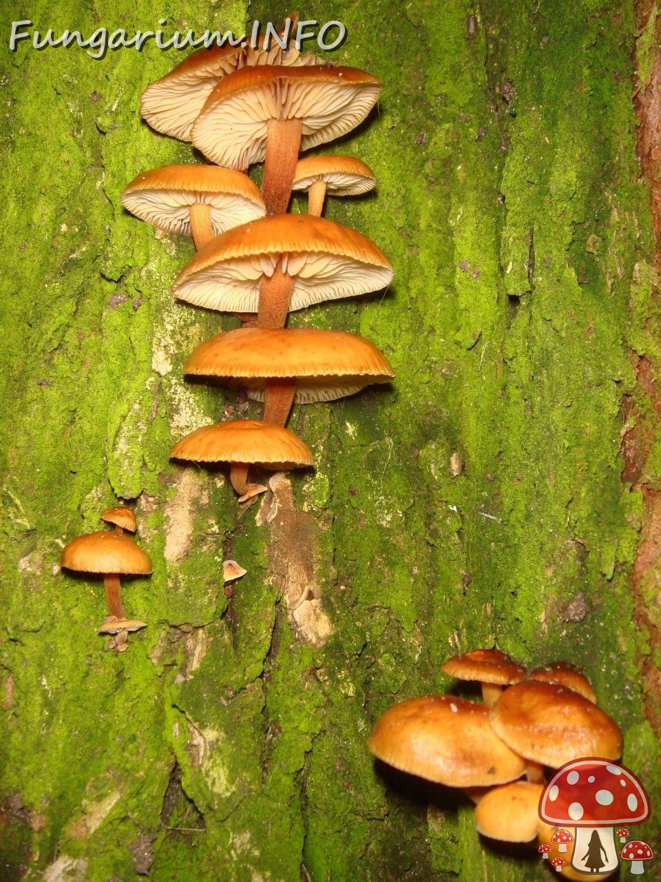 fungi-0003789 