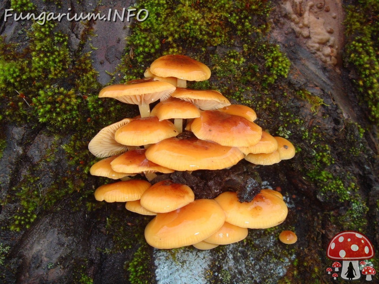 fungi-0003792 