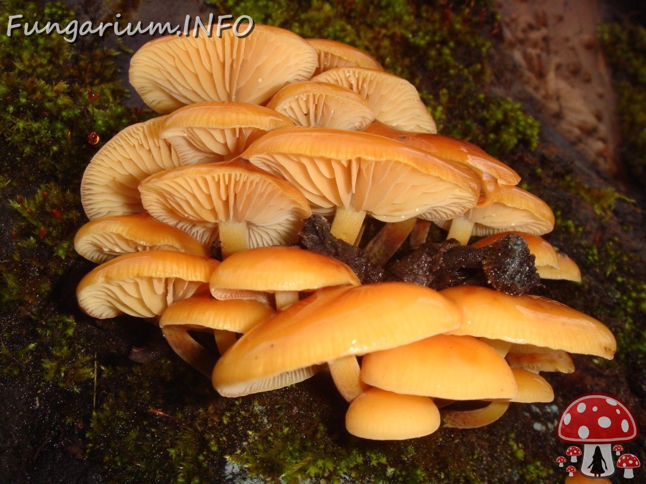 fungi-0003793 