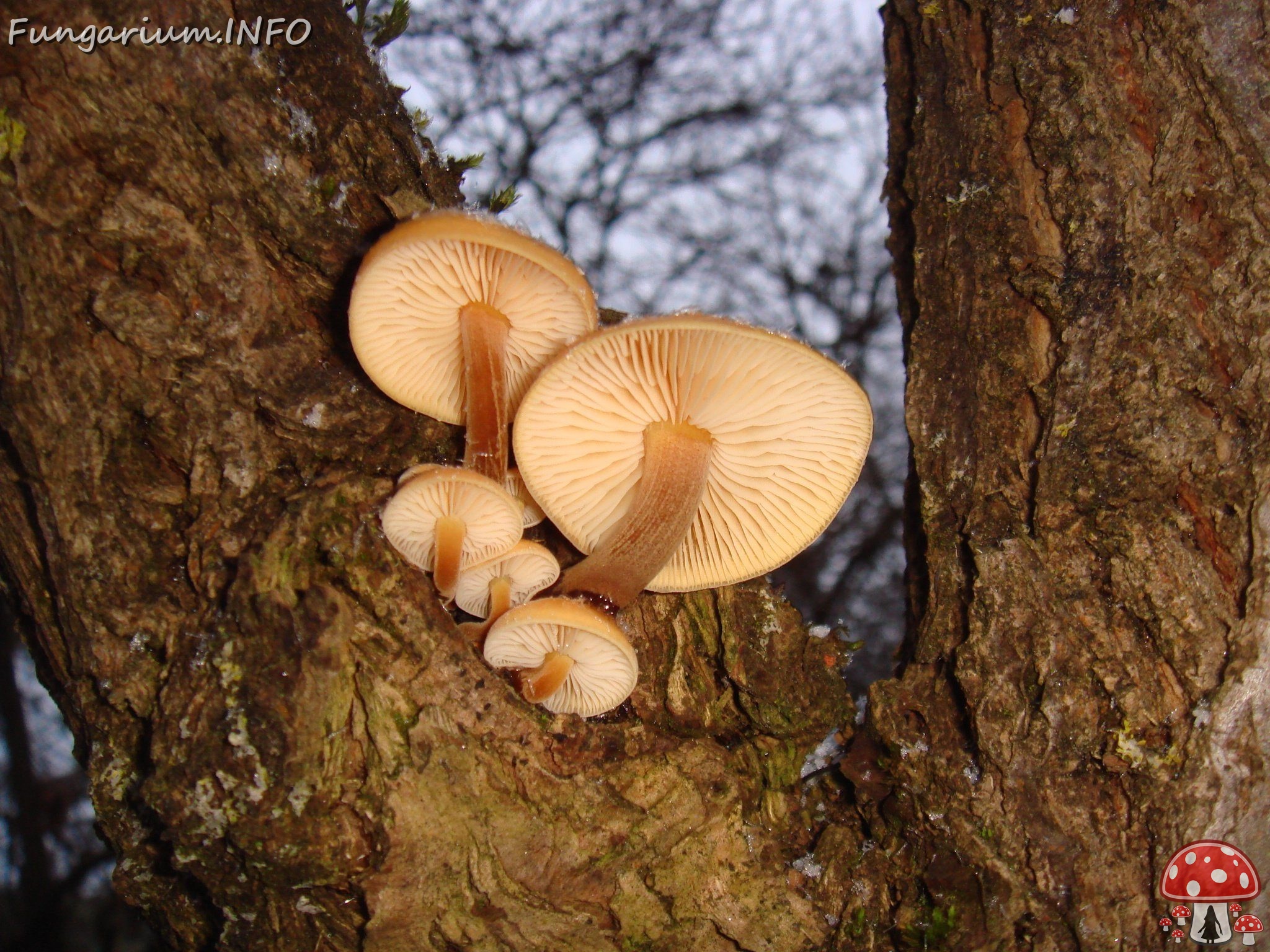 fungi-0004407 