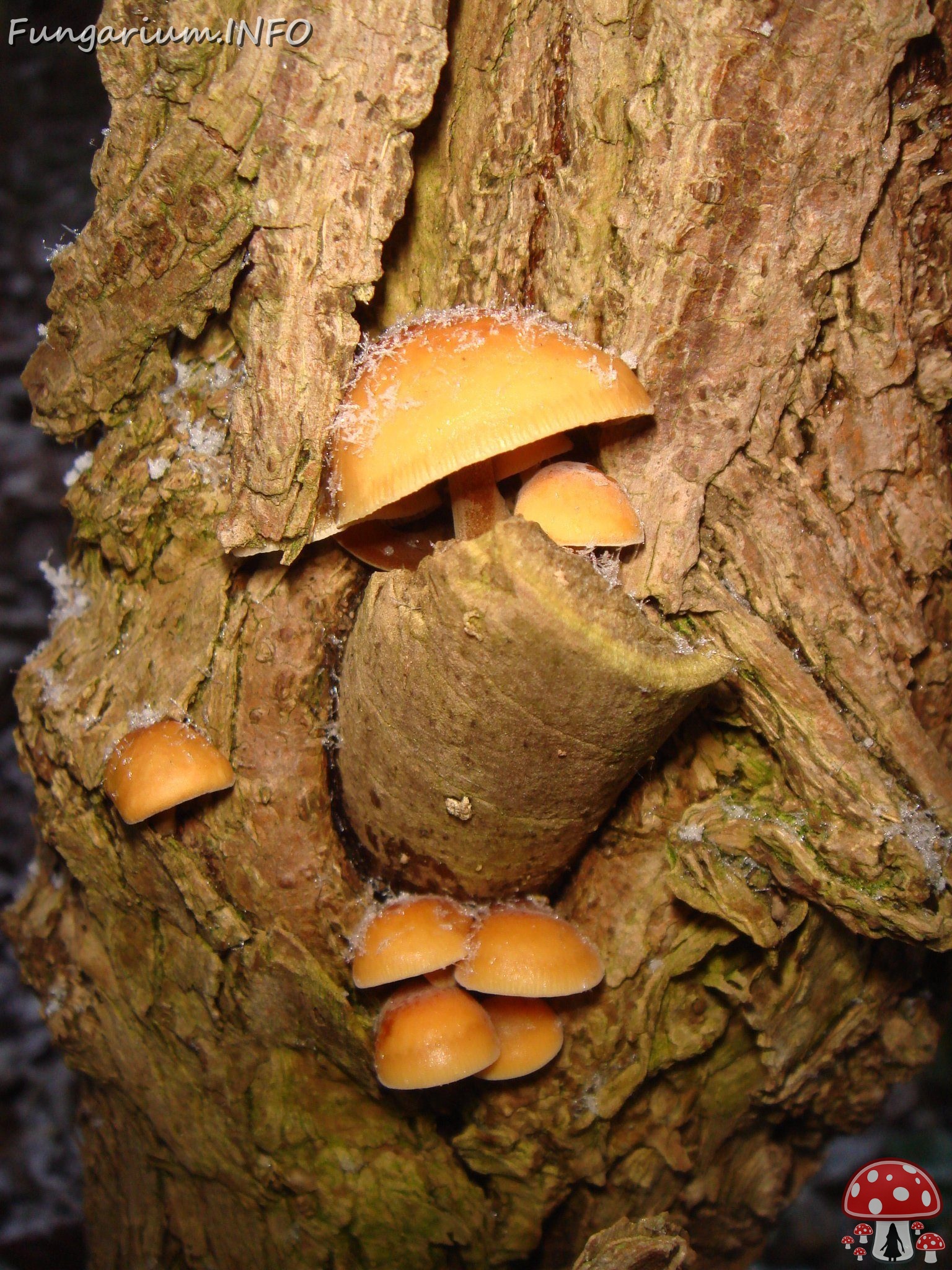 fungi-0004410 