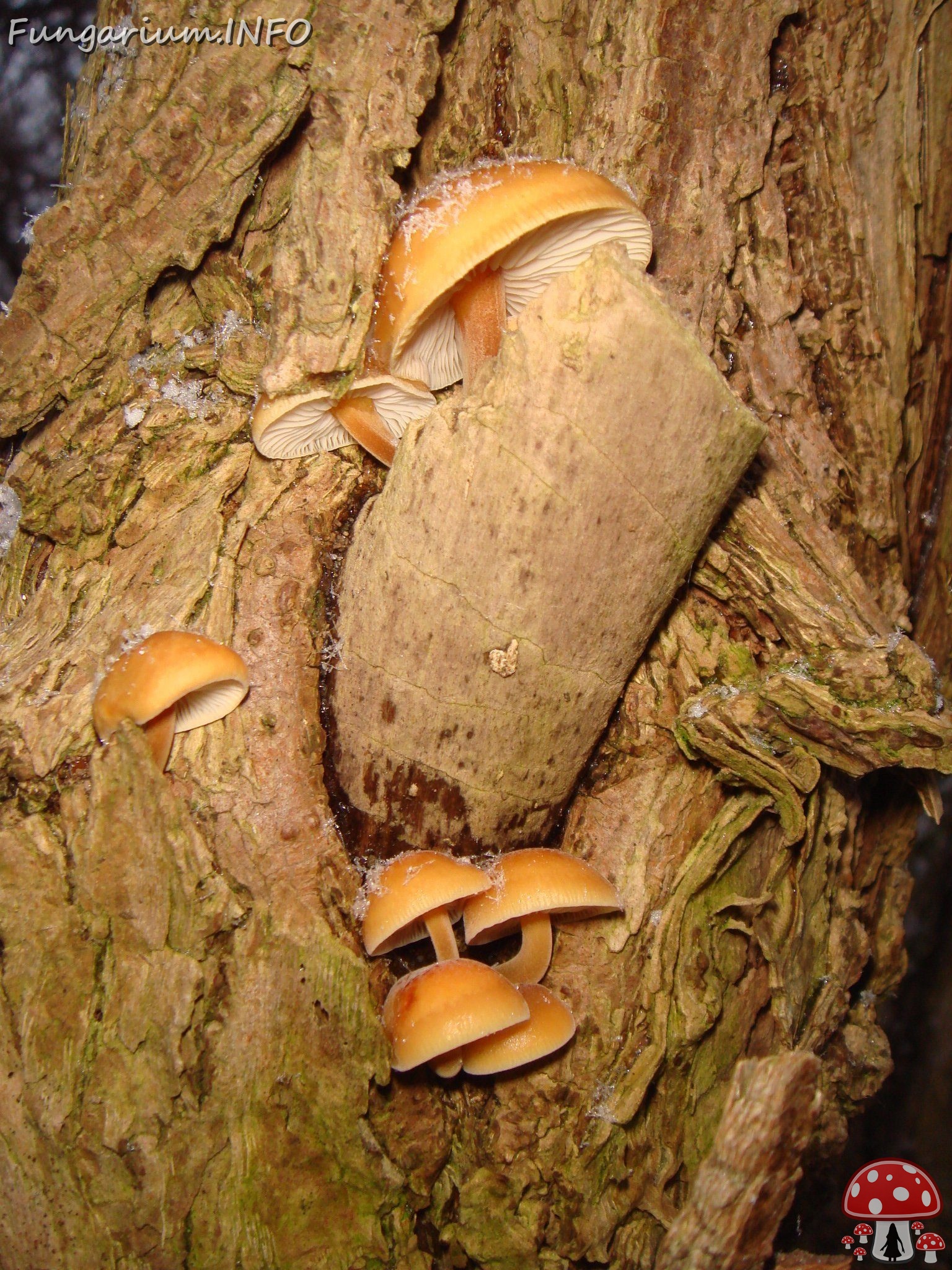 fungi-0004411 