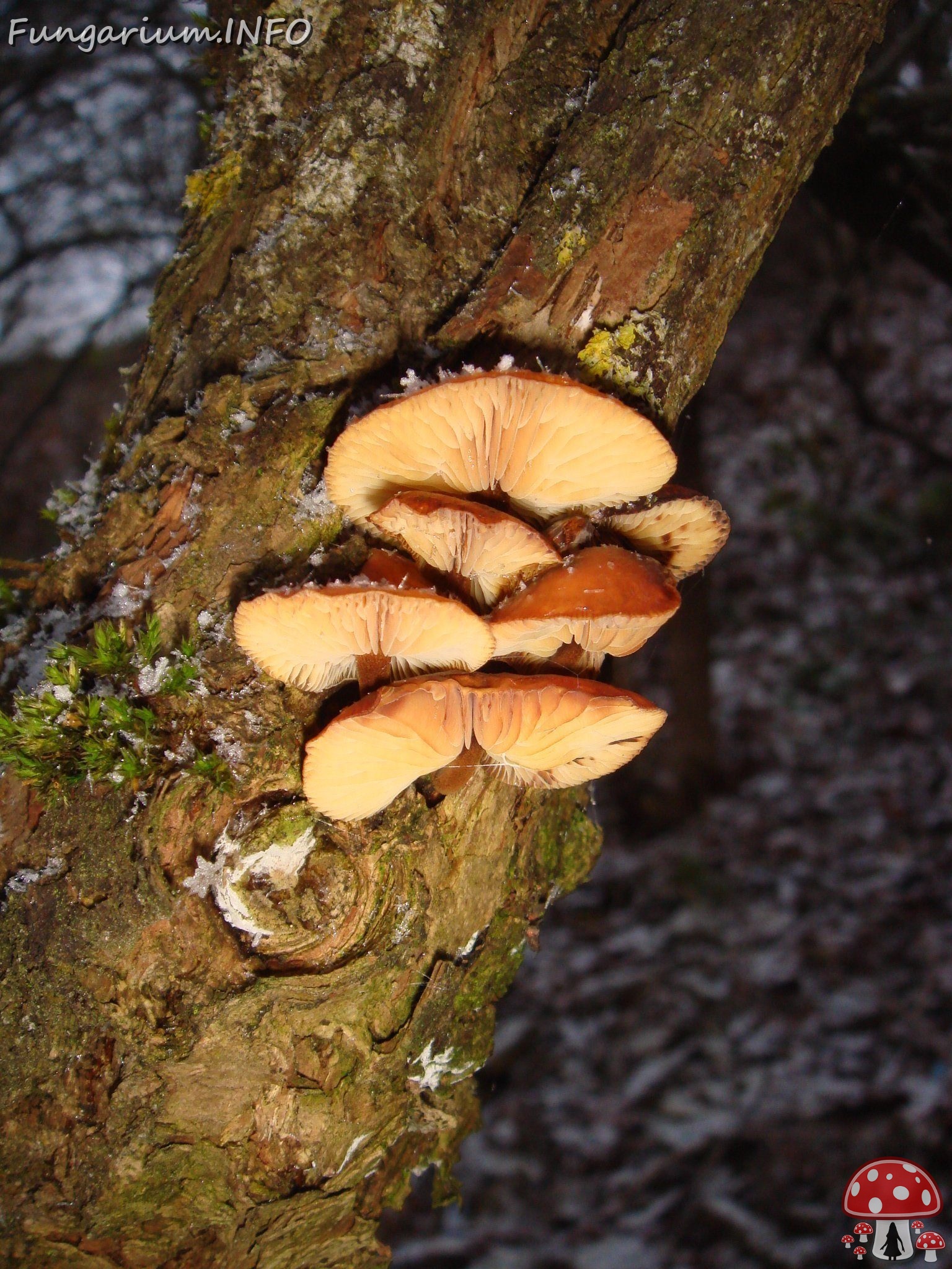 fungi-0004412 