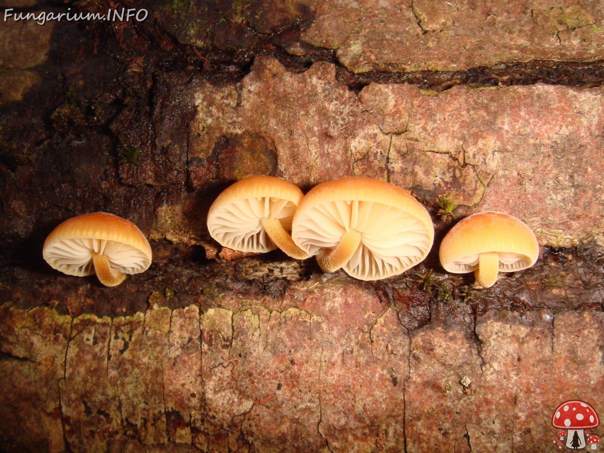 fungi-0004464 