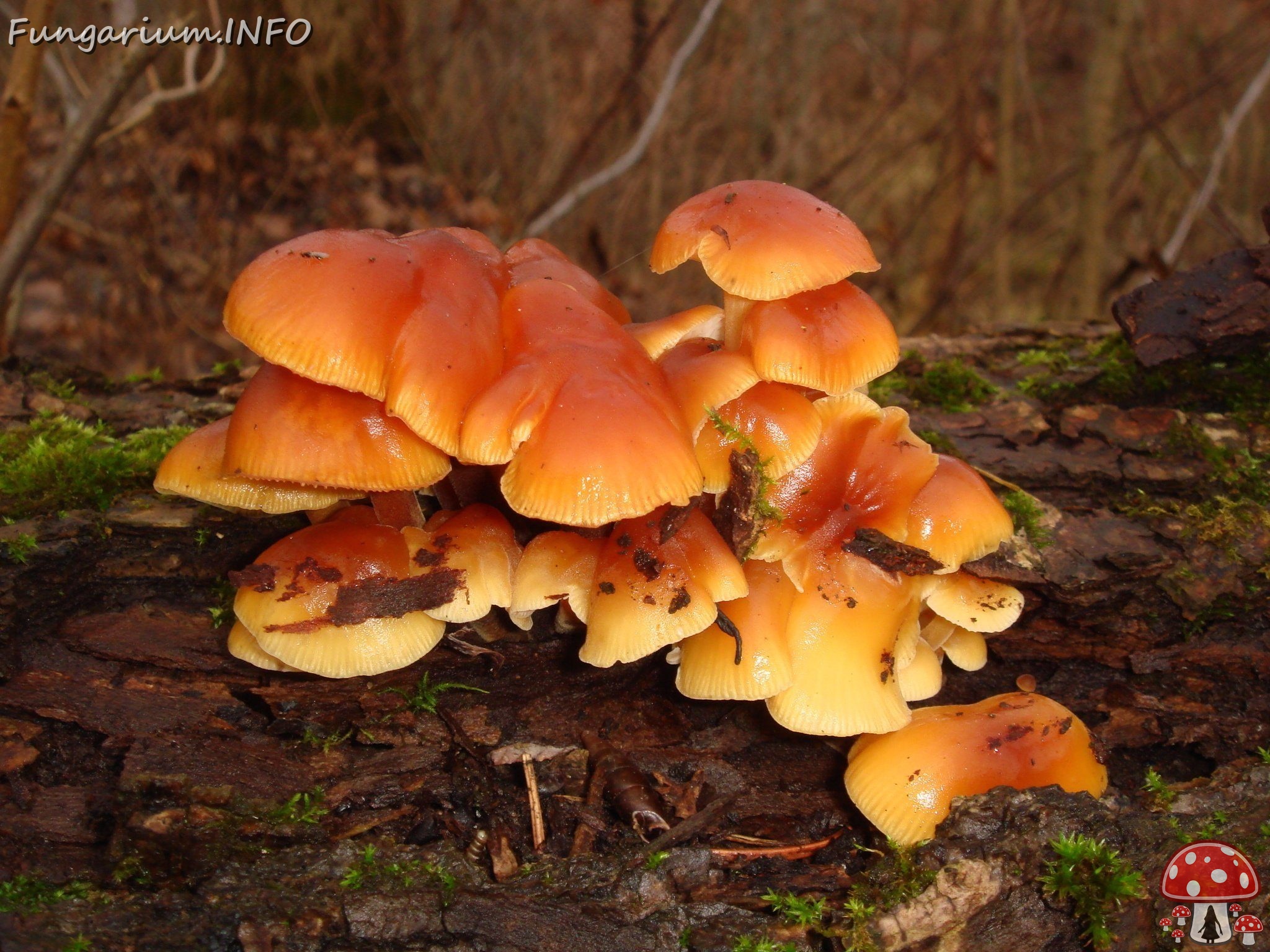 fungi-0004465 