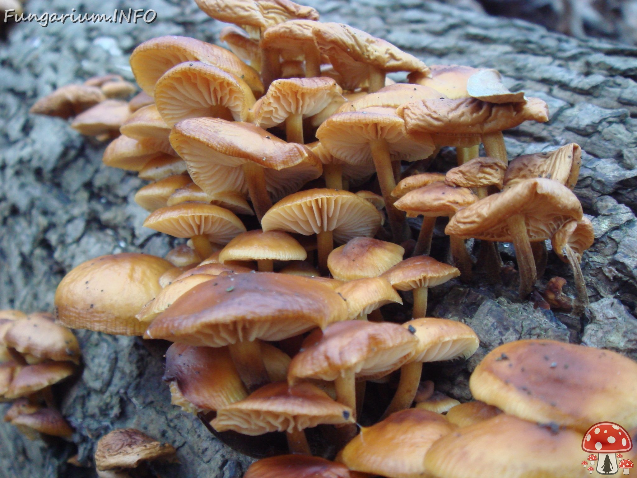 fungi-0004642 