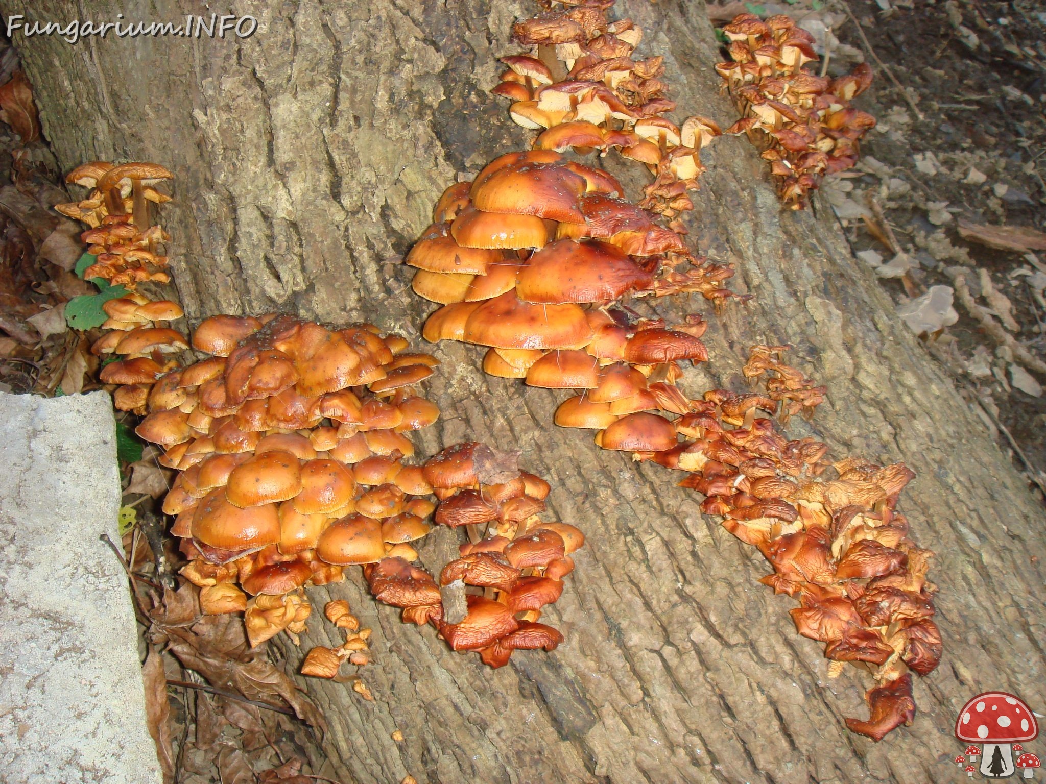 fungi-0004644 