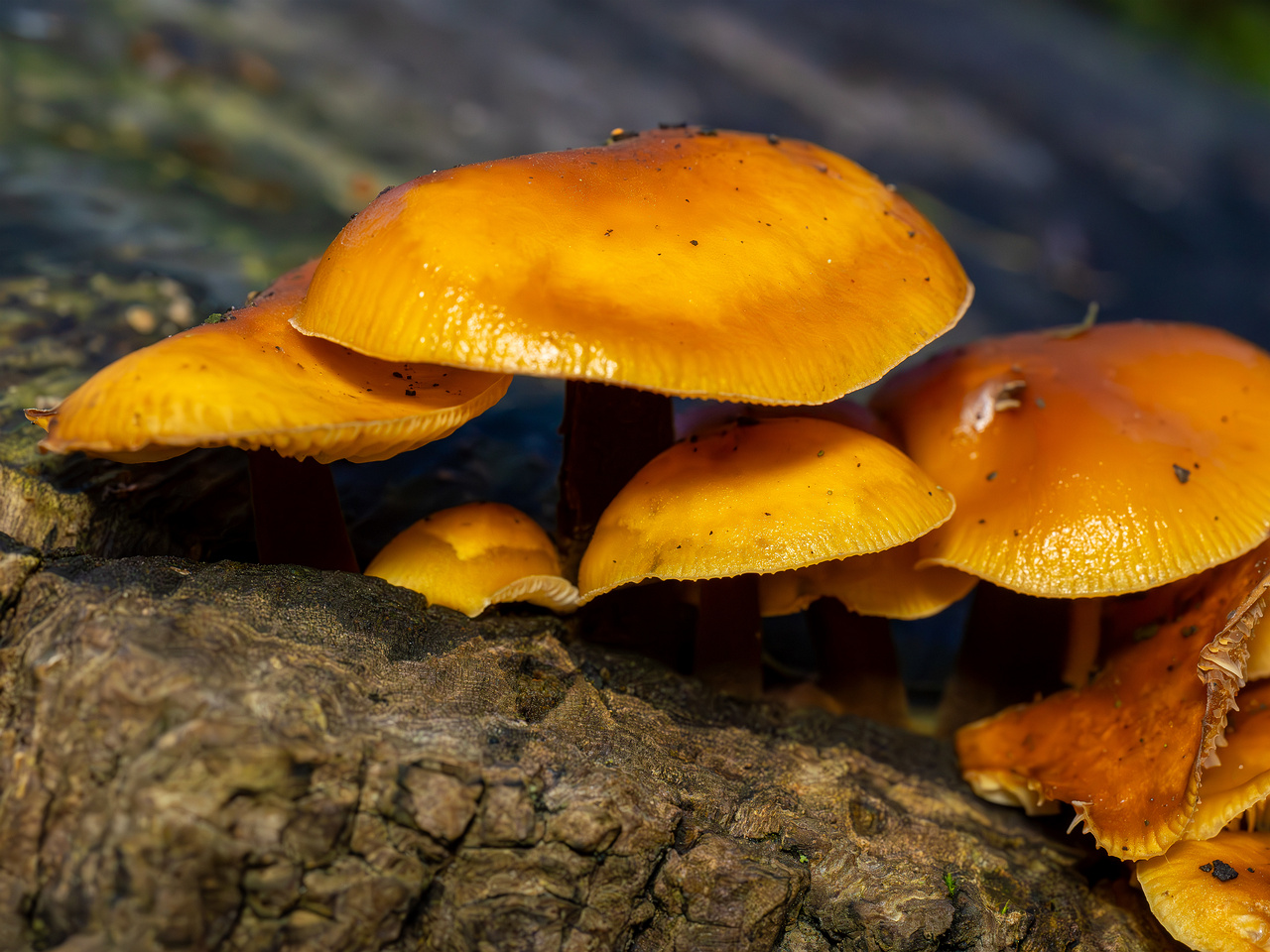 flammulina-velutipes_2024-12-30_1-1