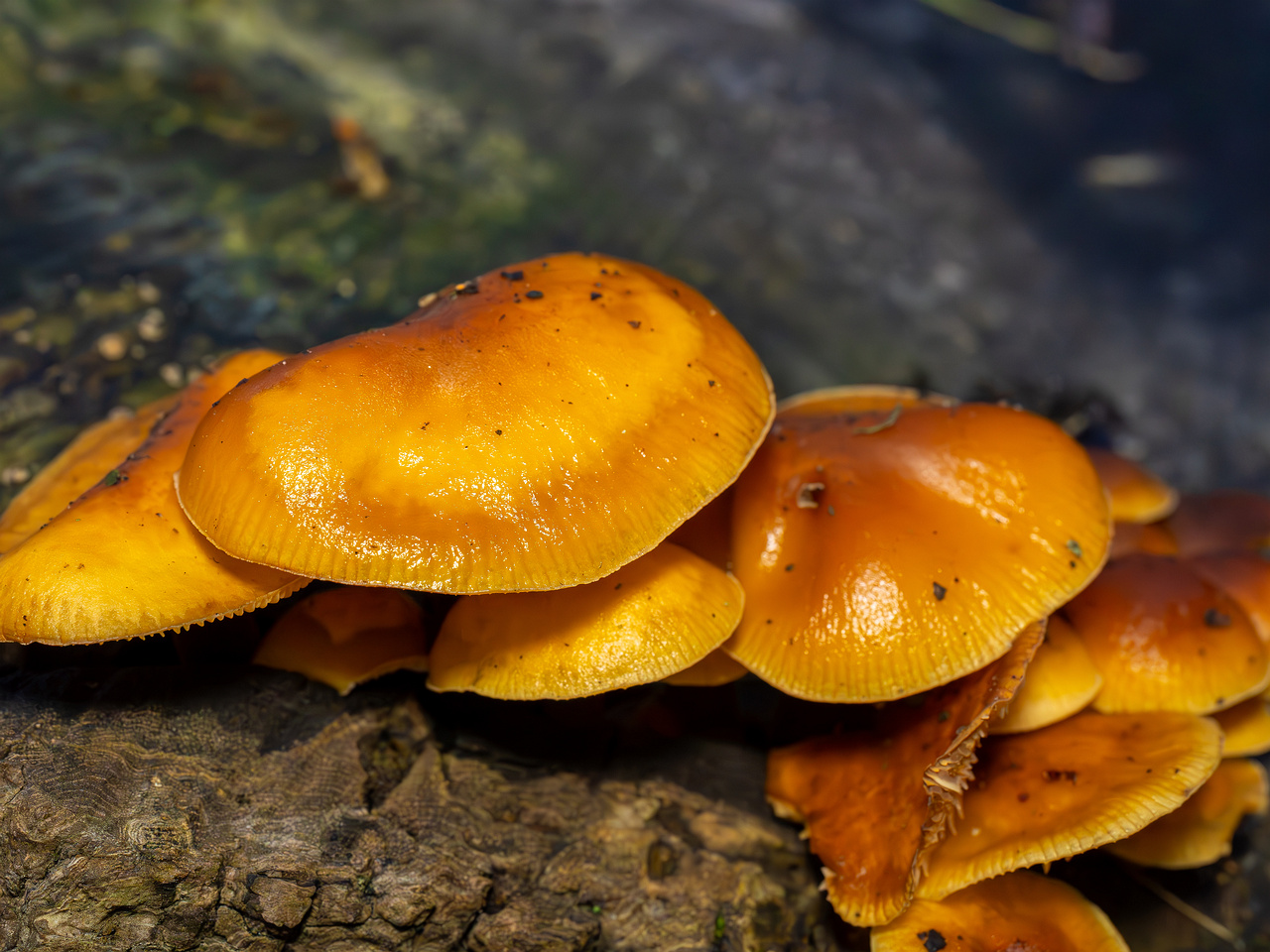 flammulina-velutipes_2024-12-30_1-10