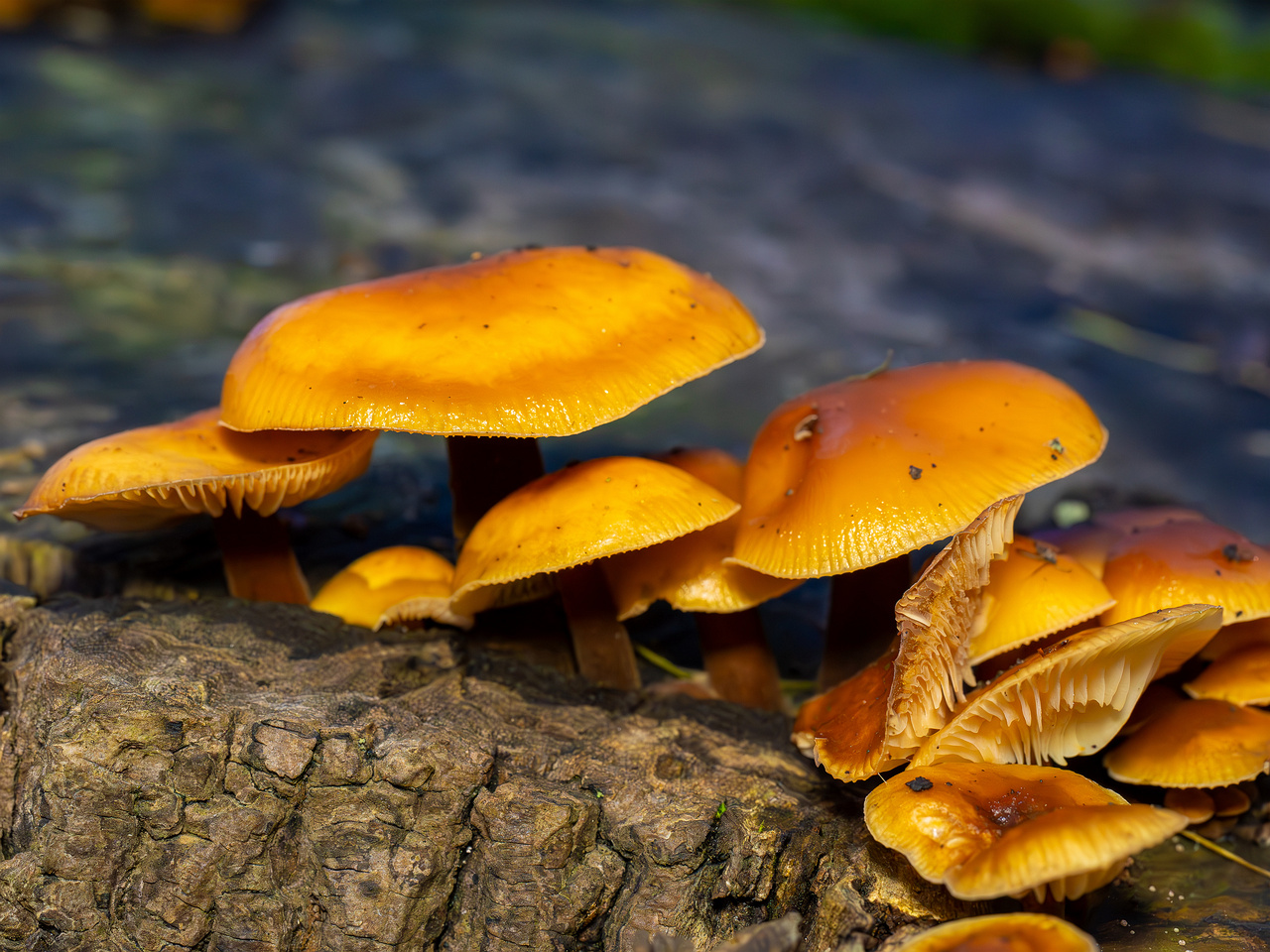 flammulina-velutipes_2024-12-30_1-12