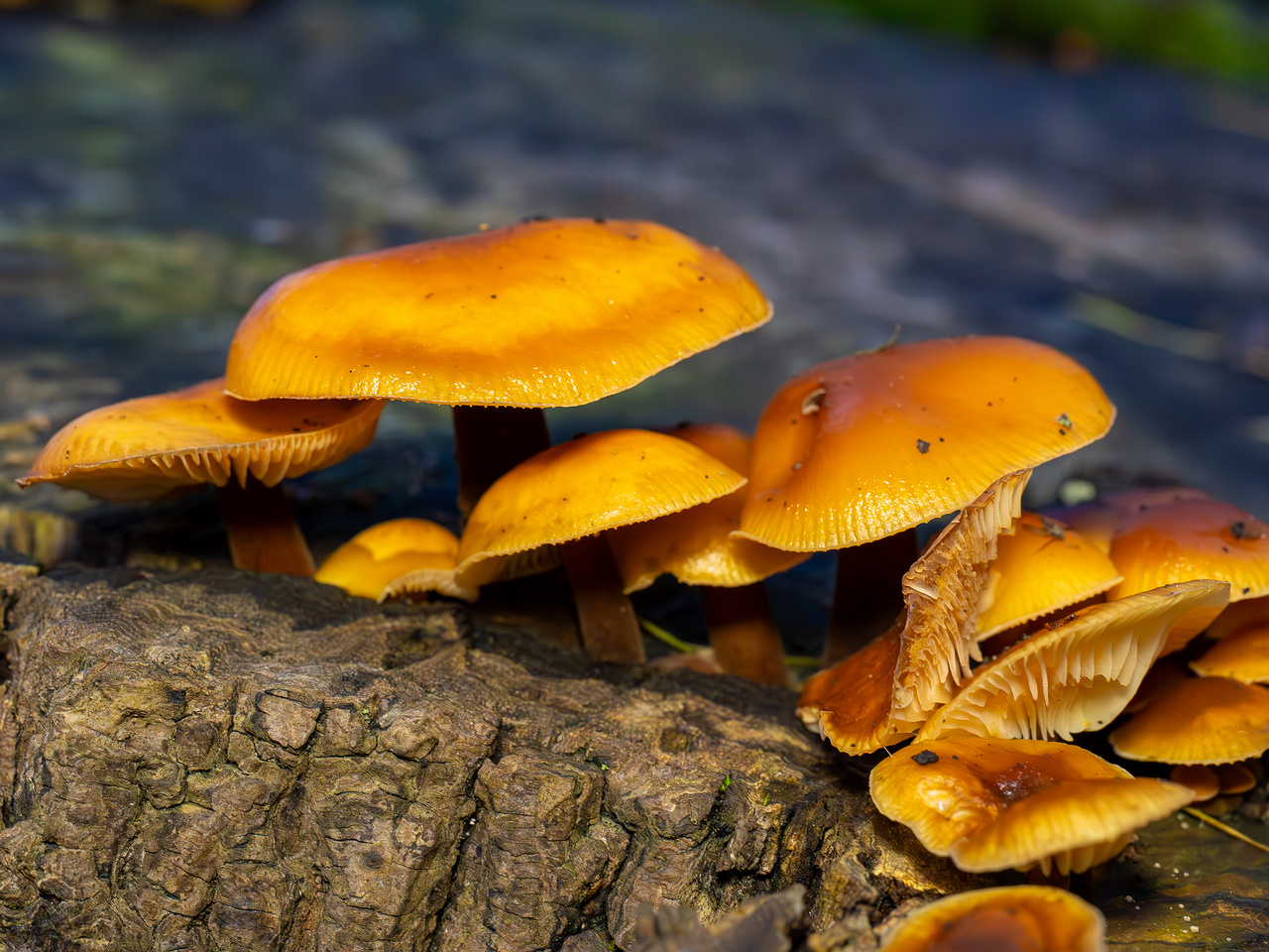 flammulina-velutipes_2024-12-30_1-13