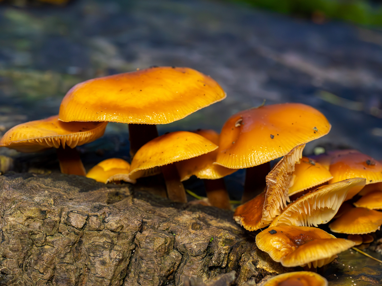 flammulina-velutipes_2024-12-30_1-14